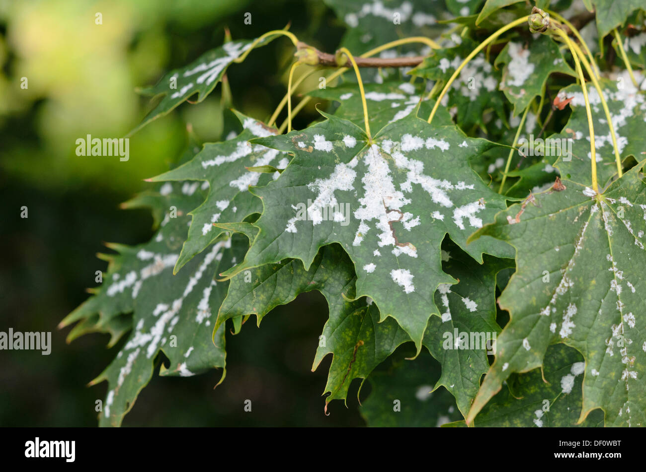 Norvegia (acero Acer platanoides) con muffa Foto Stock