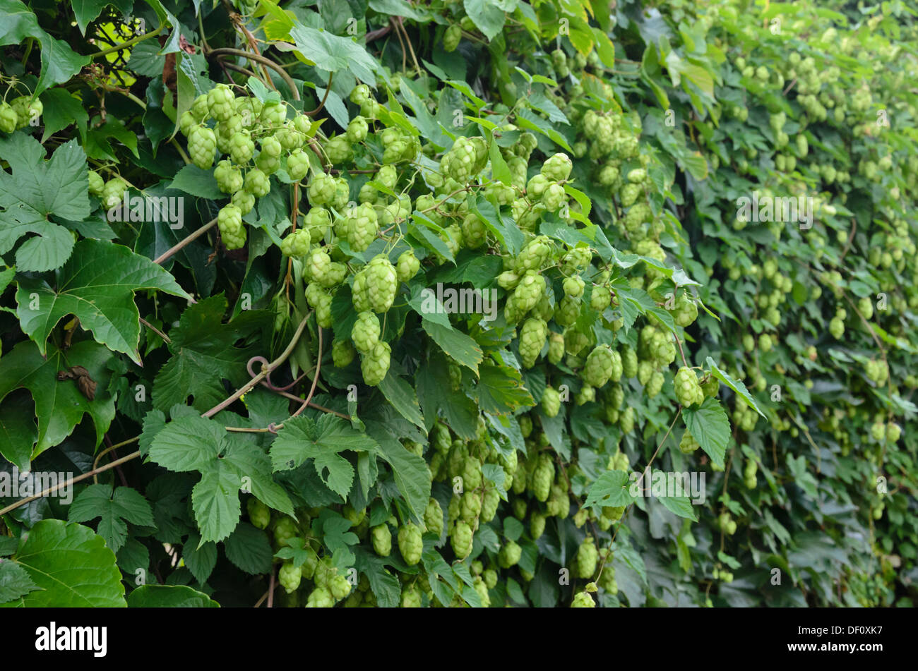 Luppolo (humulus lupulus) Foto Stock