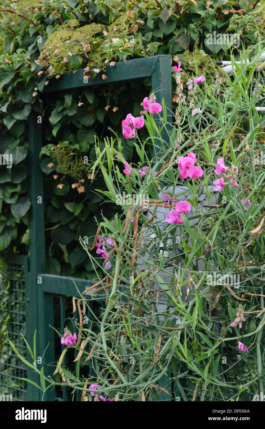 Everlasting pea (Lathyrus latifolius) in corrispondenza di un cancello del giardino Foto Stock