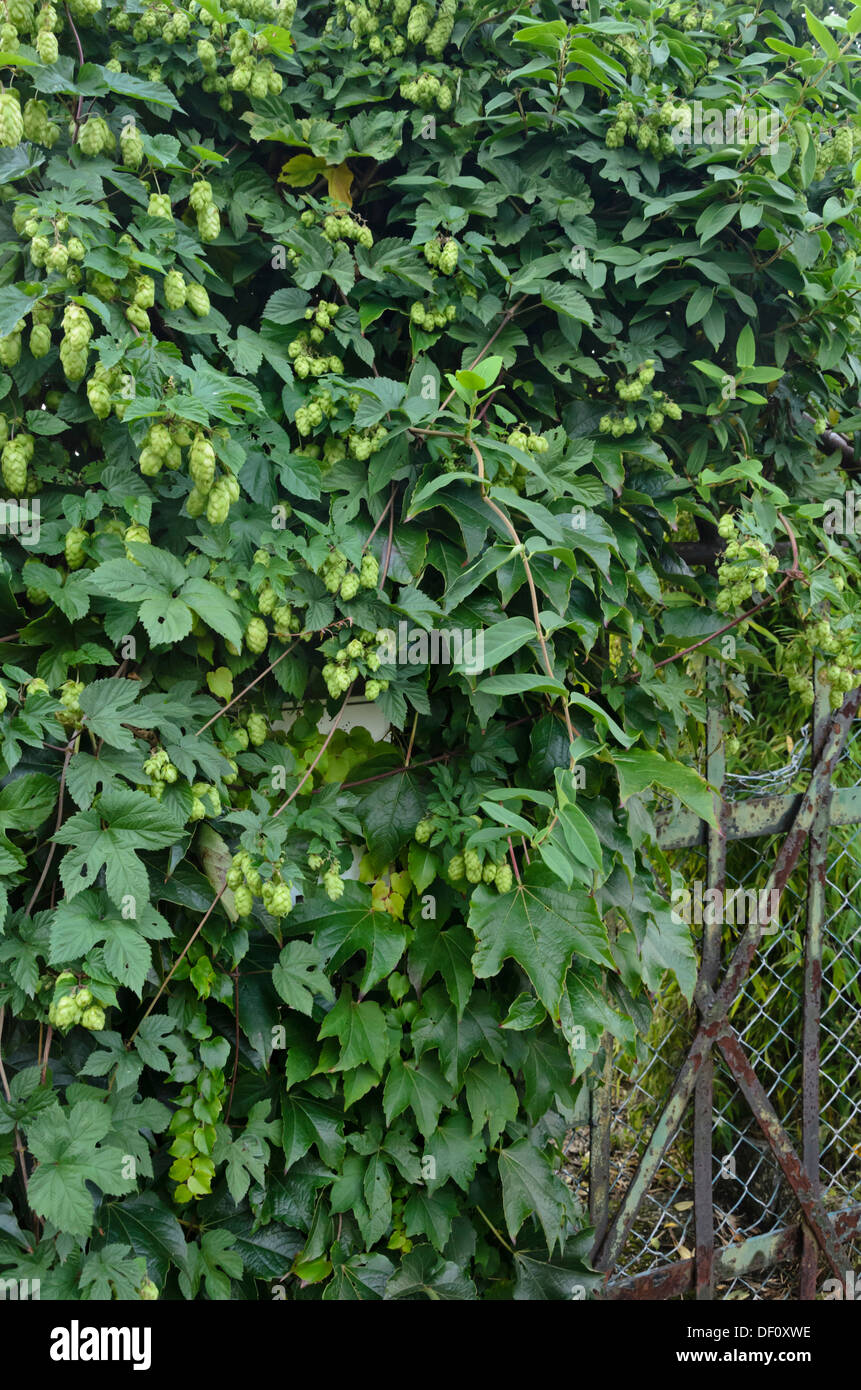 Luppolo (humulus lupulus) Foto Stock