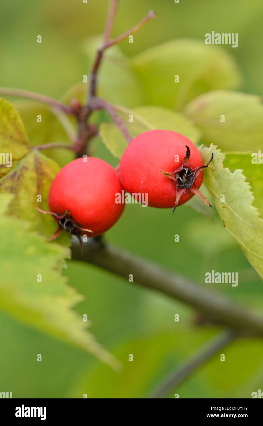 Biancospino (crataegus durobrivensis) Foto Stock