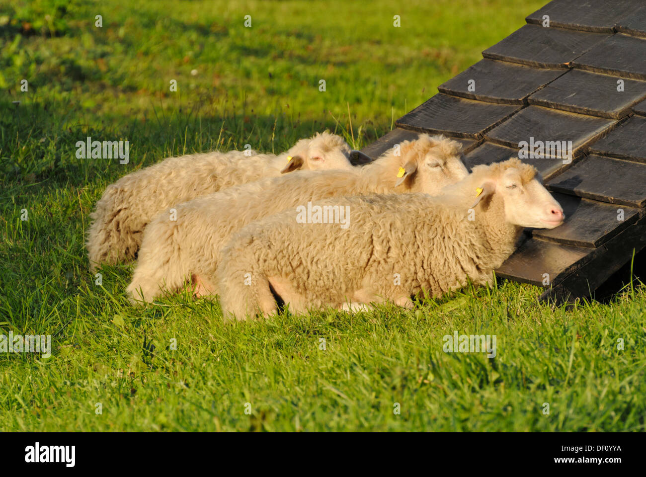 Skuddes (ovis orientalis aries) Foto Stock