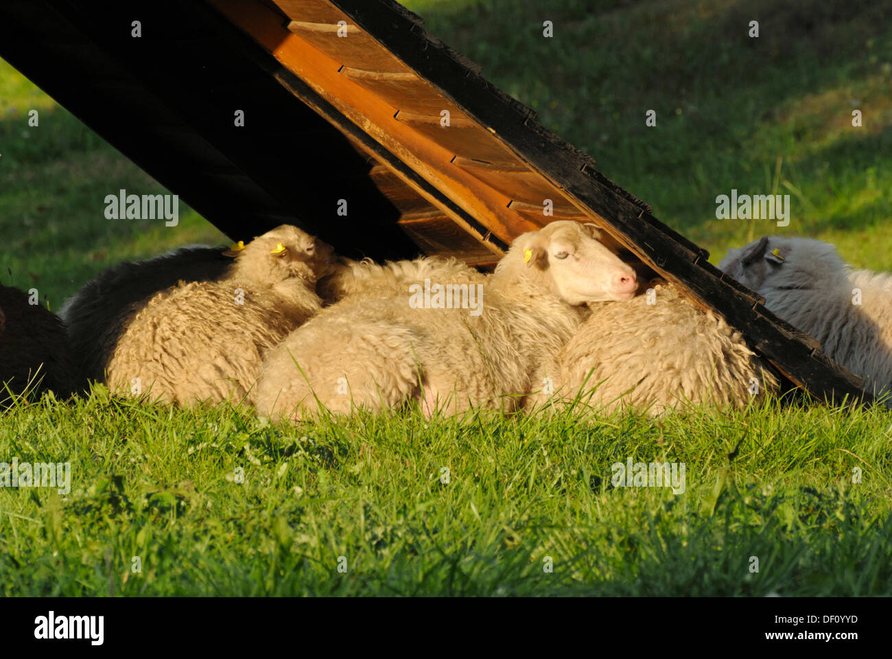 Skuddes (ovis orientalis aries) Foto Stock