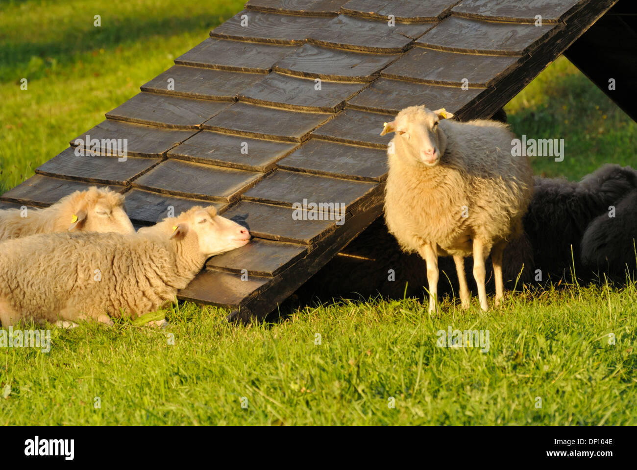 Skuddes (ovis orientalis aries) Foto Stock