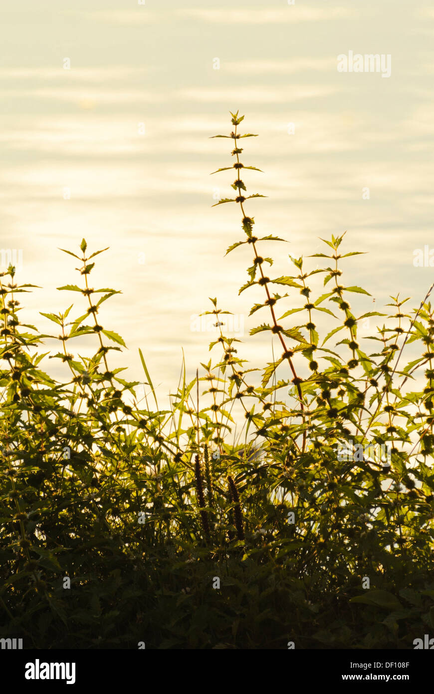 Whorled mint (Mentha x verticillata) Foto Stock