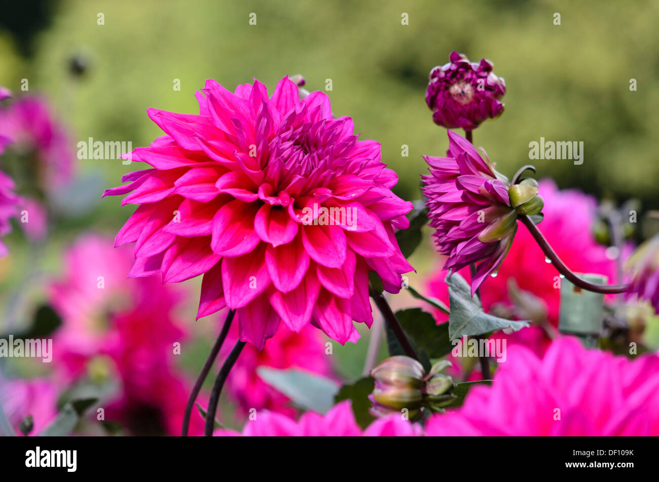 Dahlia decorative (dahlia engelhardts matador) Foto Stock