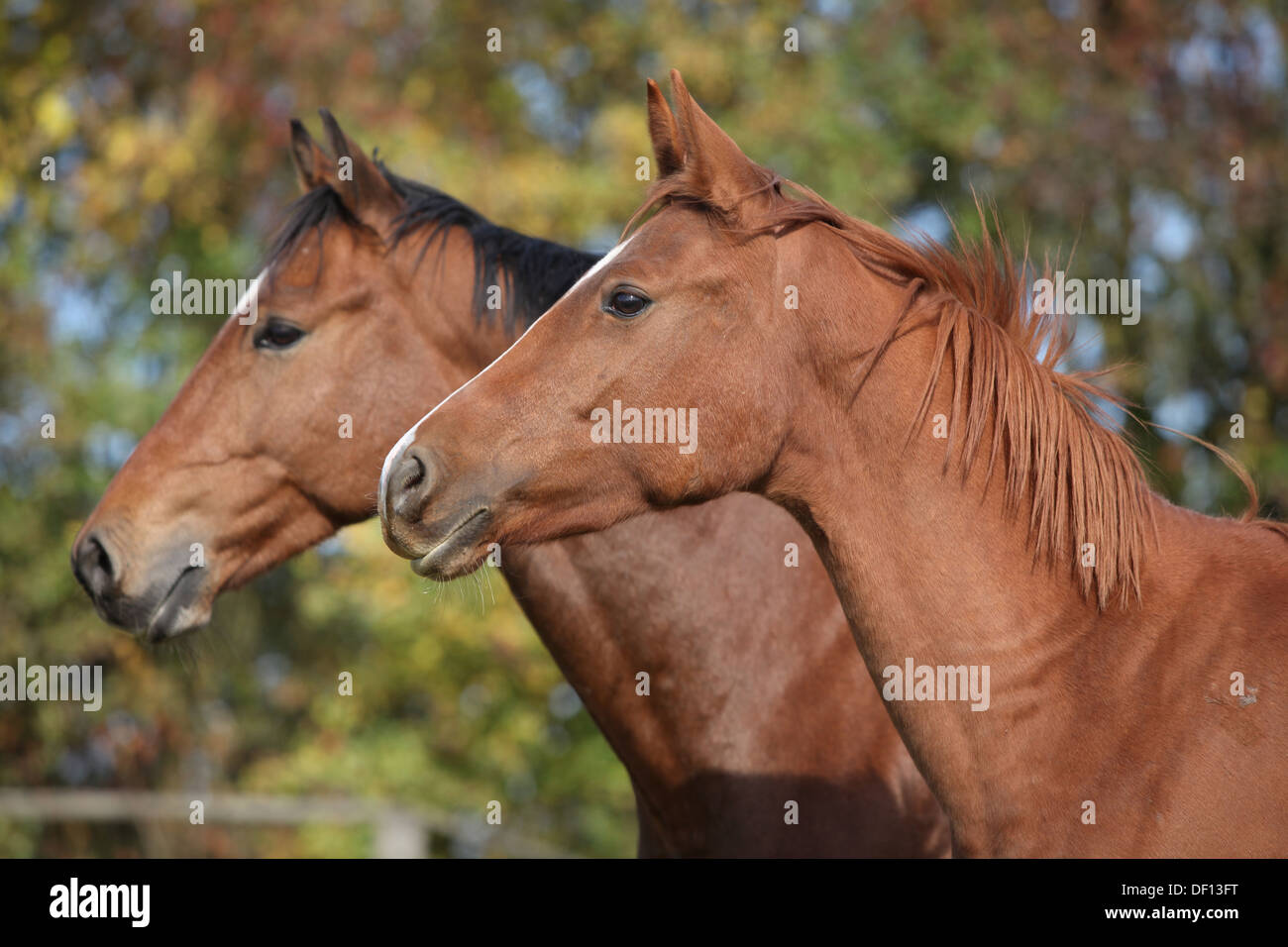 Ritratto di due cavalli in piedi sul pascolo Foto Stock