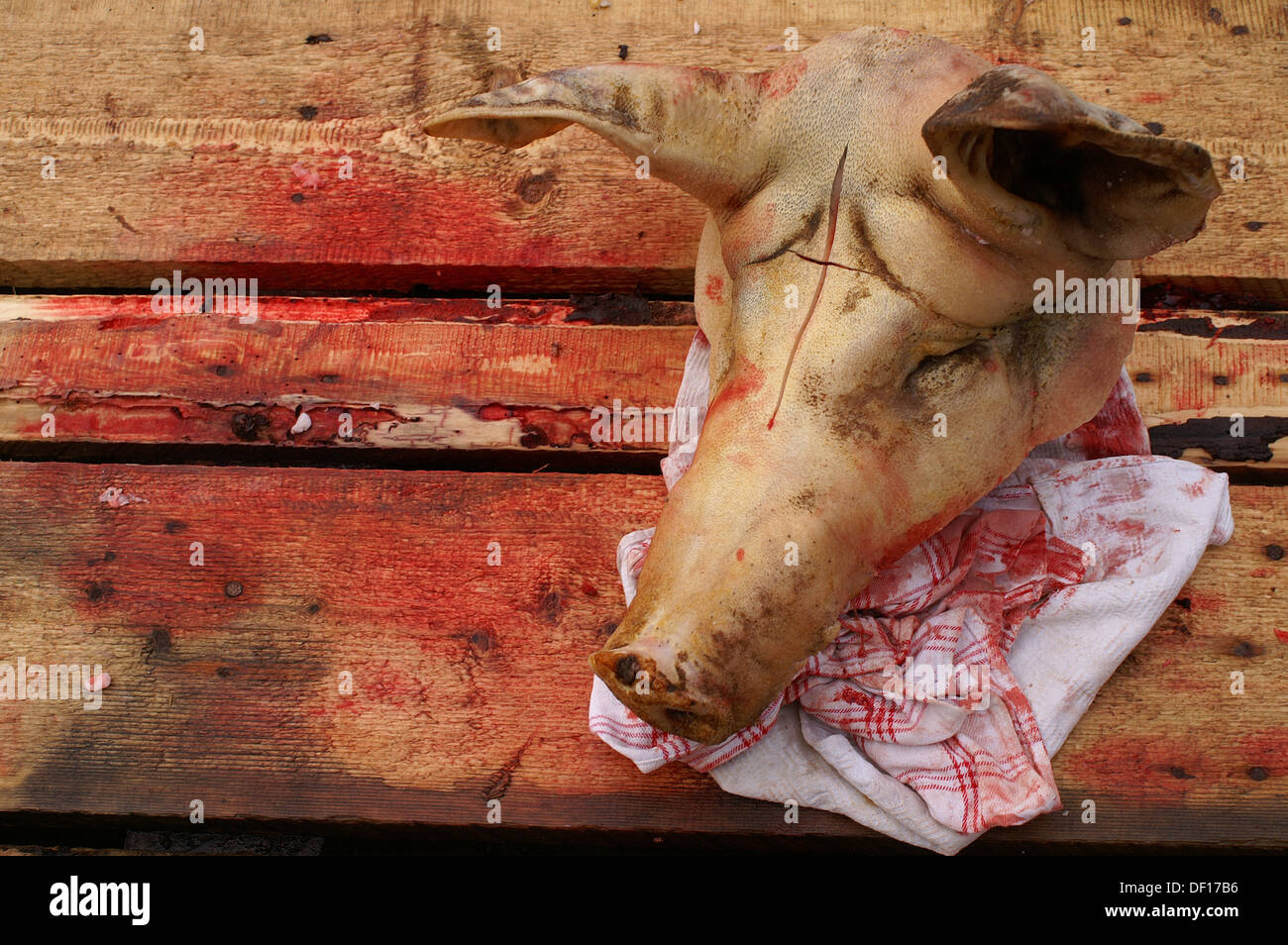 Sibiu, Romania, un suino la testa Foto Stock