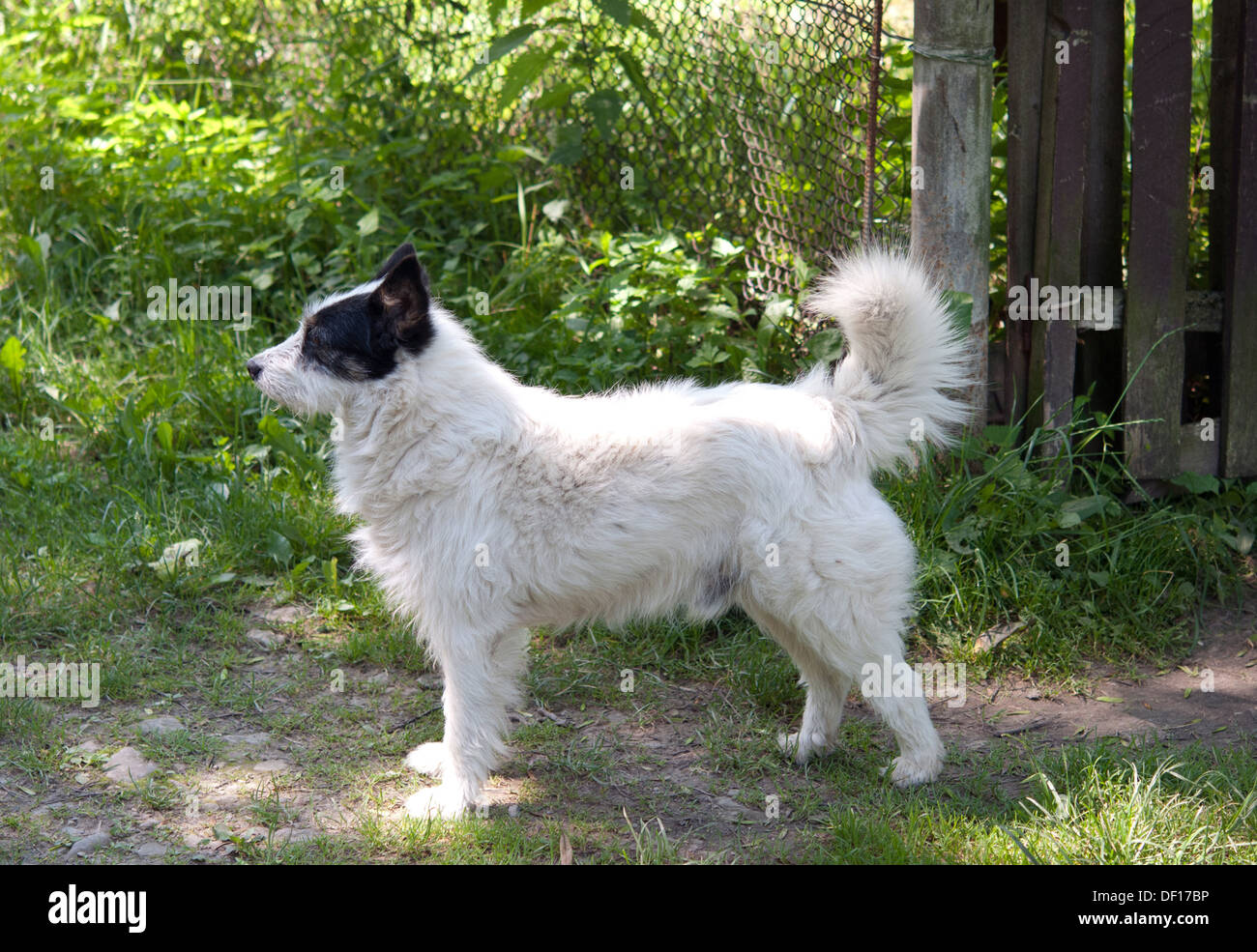 Cane bianco in un prato verde Foto Stock