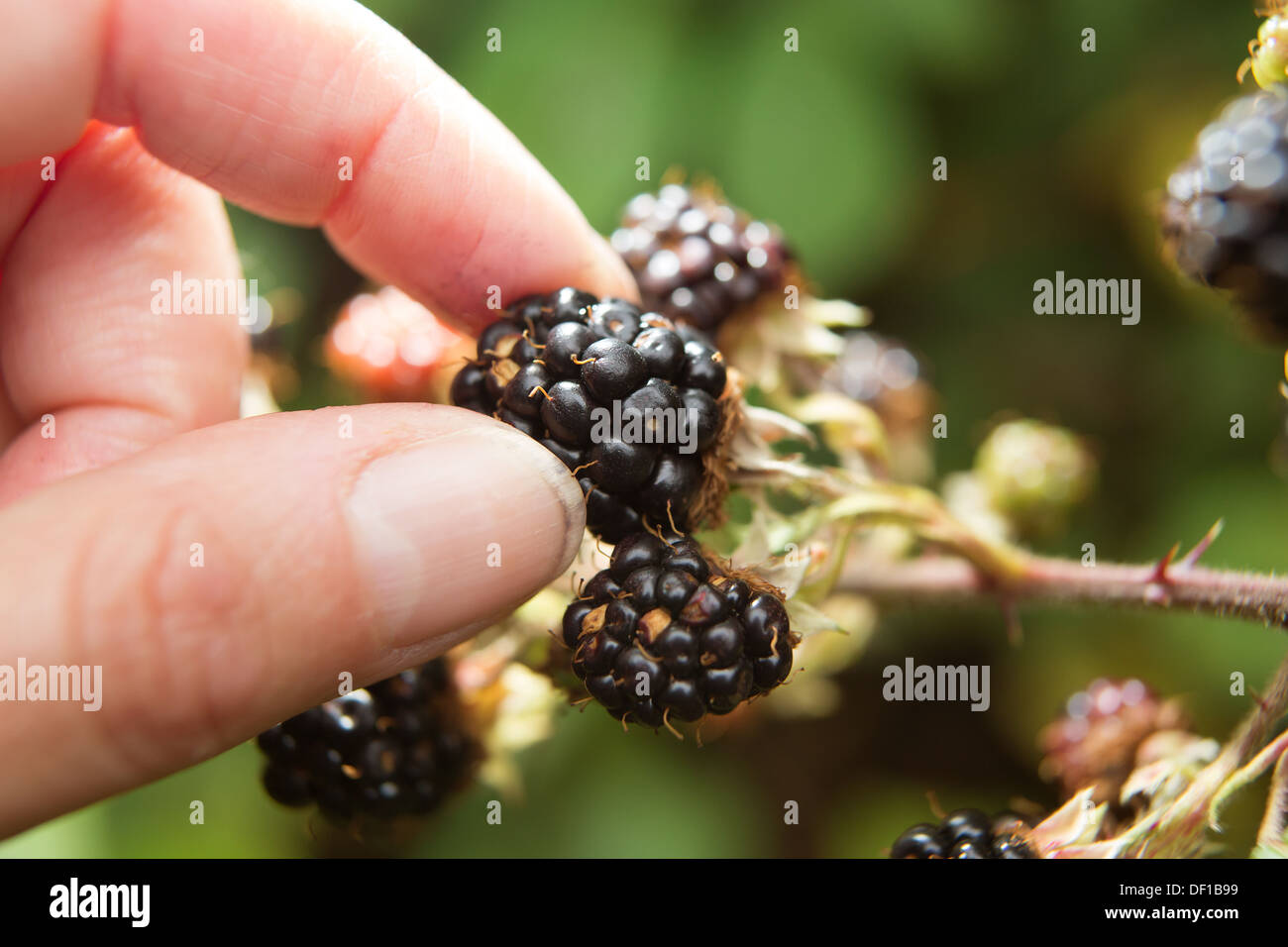 Primo piano blackberry la raccolta della frutta in campagna REGNO UNITO Inghilterra femmina modello a mano. autunno bacche Foto Stock