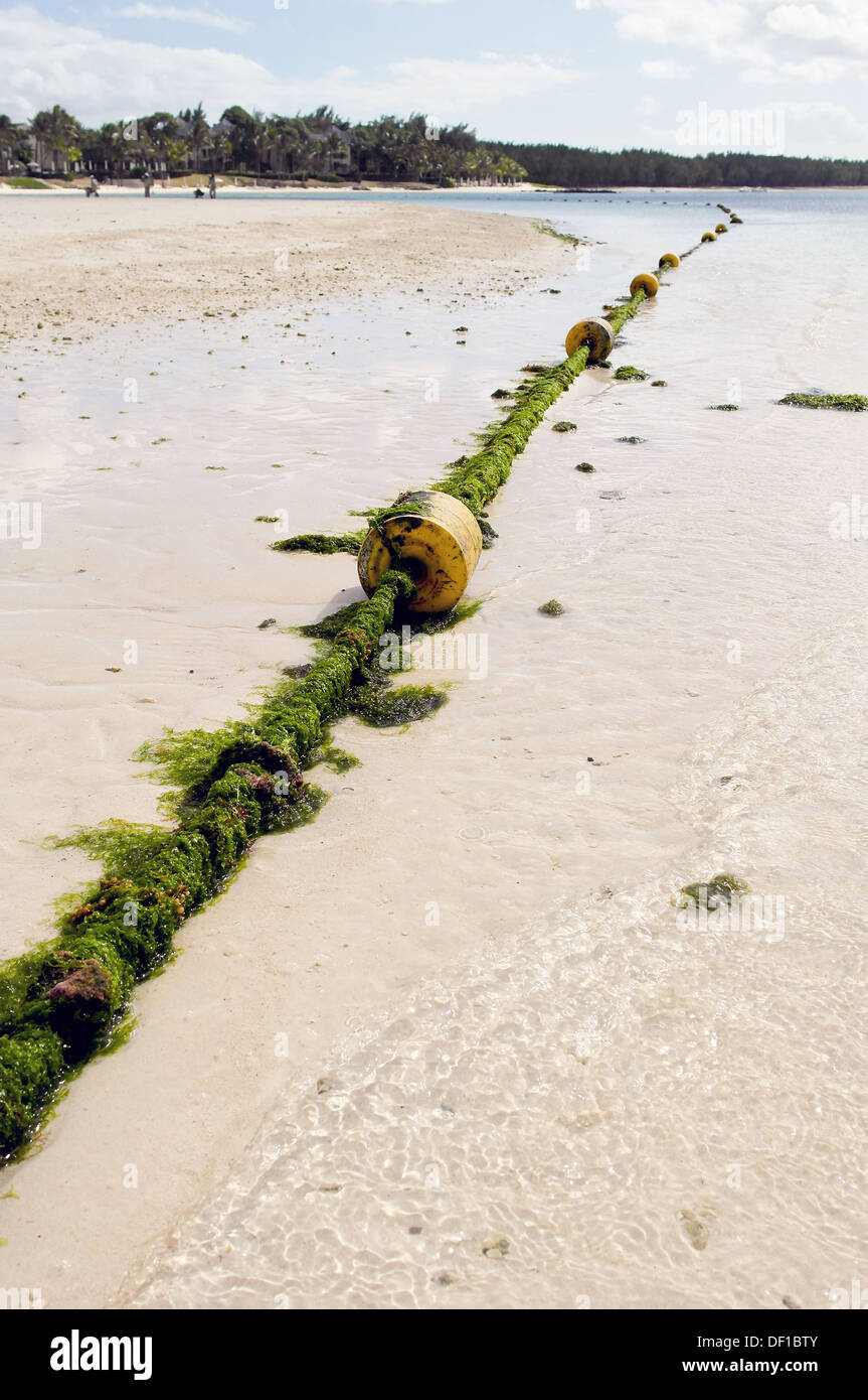 Protezione di alghe marine sulla spiaggia tropicale Foto Stock
