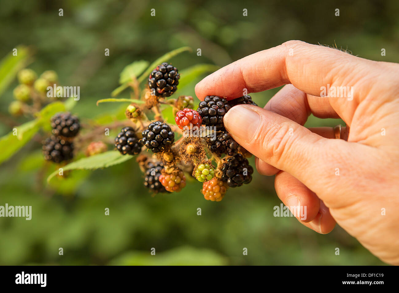 Primo piano blackberry la raccolta della frutta in campagna REGNO UNITO Inghilterra femmina modello a mano. autunno bacche Foto Stock