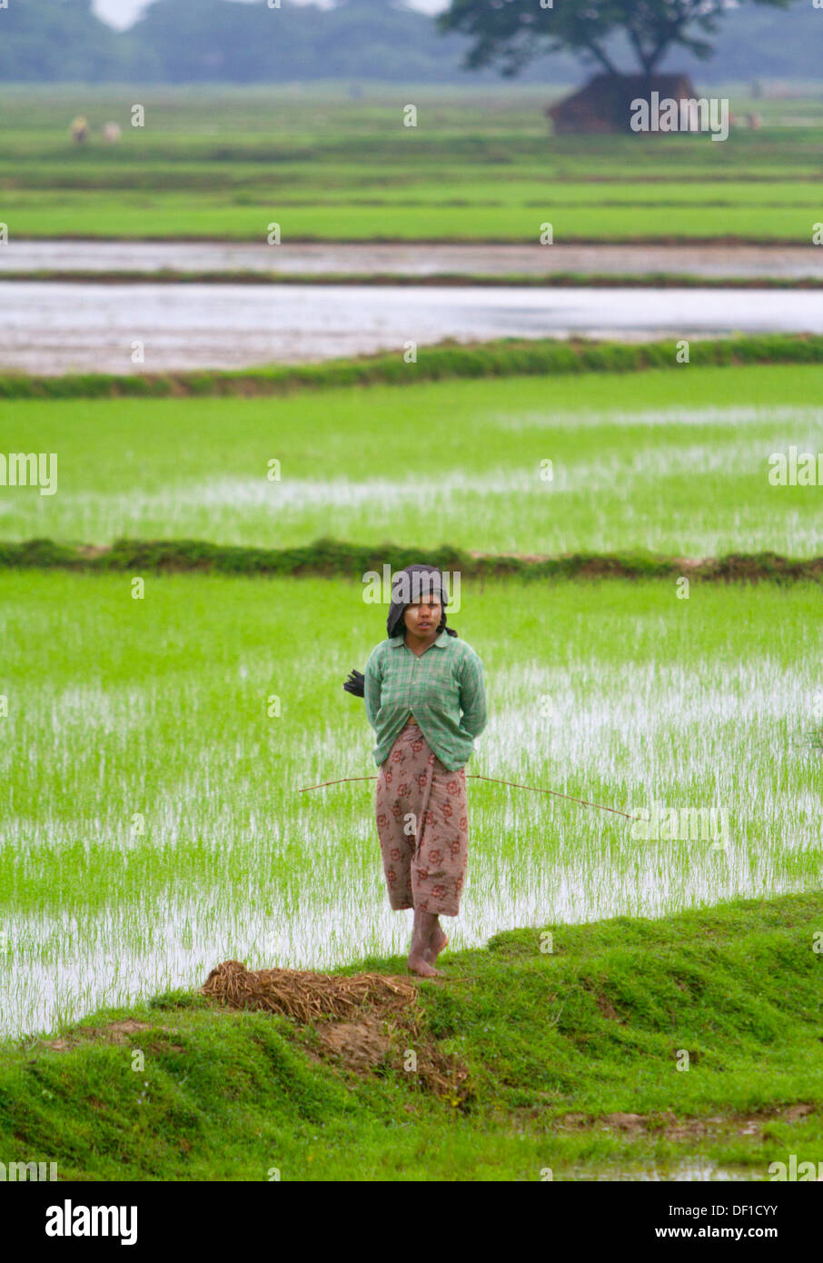 Una donna sta in un campo esterno Kinpun, Birmania. Foto Stock