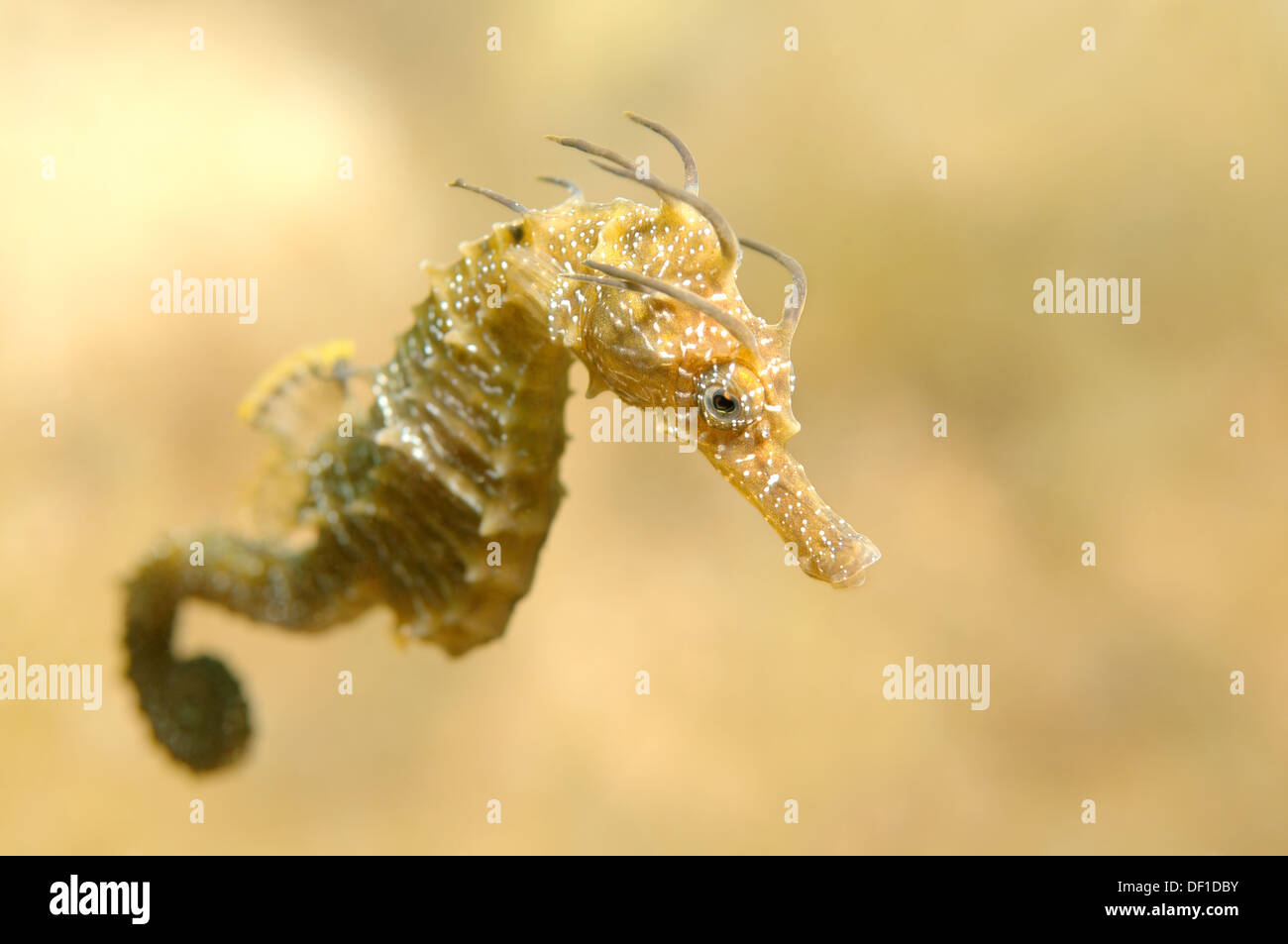 A breve snouted seahorse (Hippocampus hippocampus) Mar Nero, Crimea, Ucraina, Europa orientale Foto Stock
