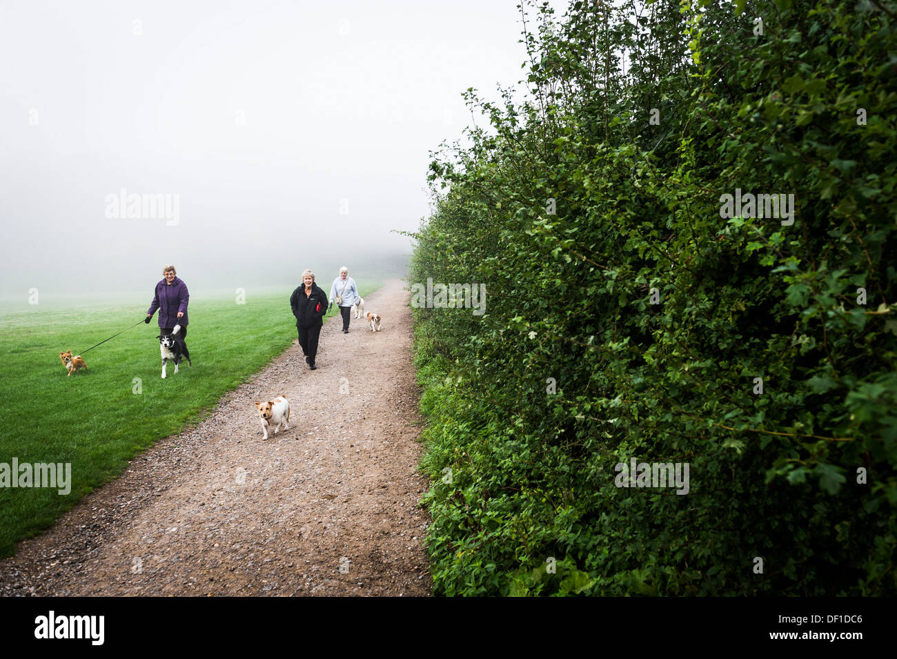 La mattina presto dog walkers in una nebbiosa campo. Foto Stock