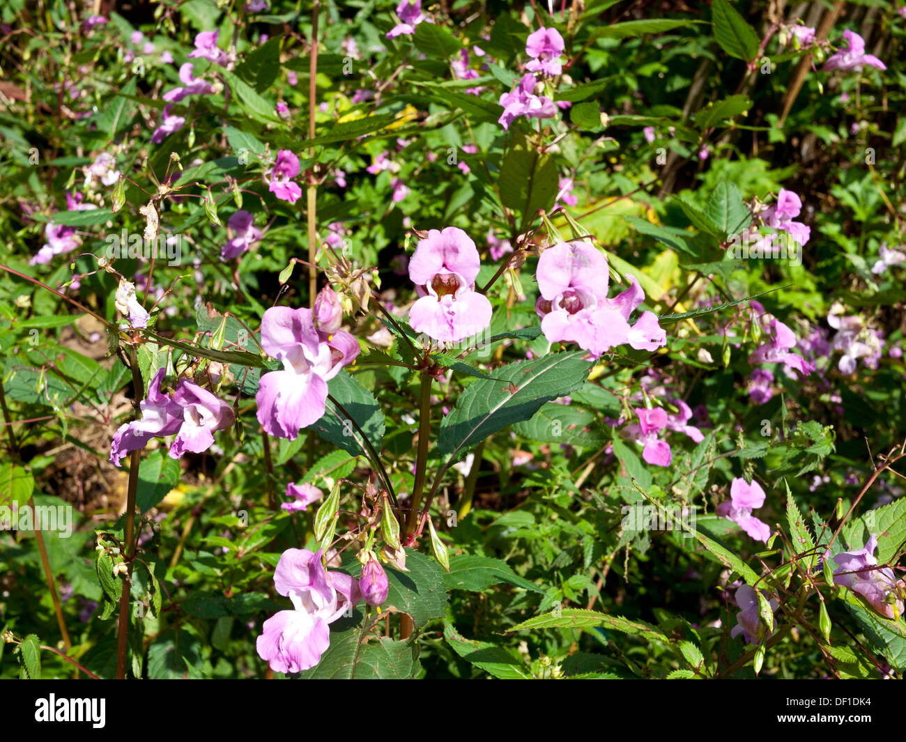 Himalayan (Balsamina Impatiens glandulifera) in fiore. Foto Stock