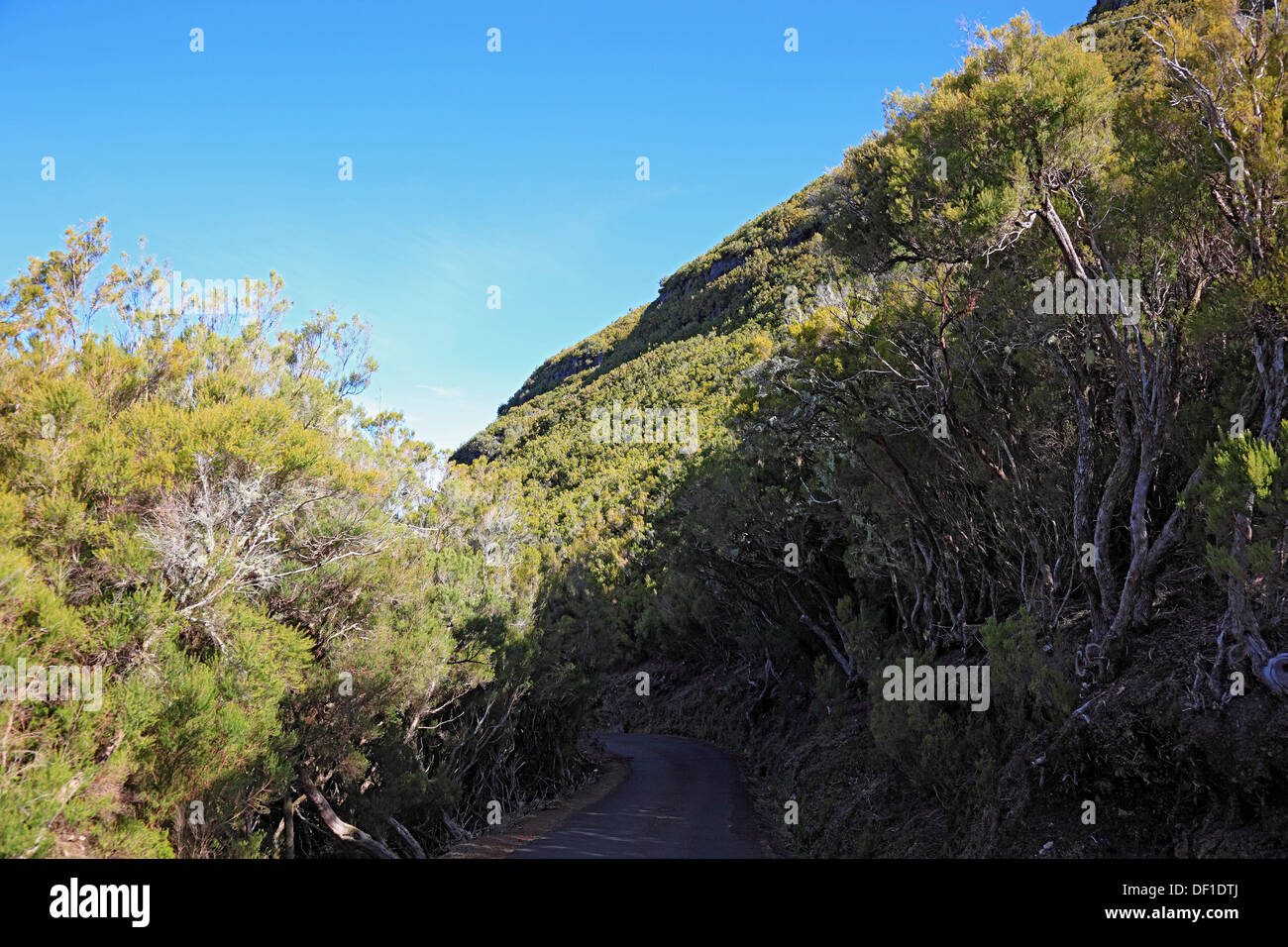 L'isola di Madeira, paesaggio, gite di Rabacal Foto Stock