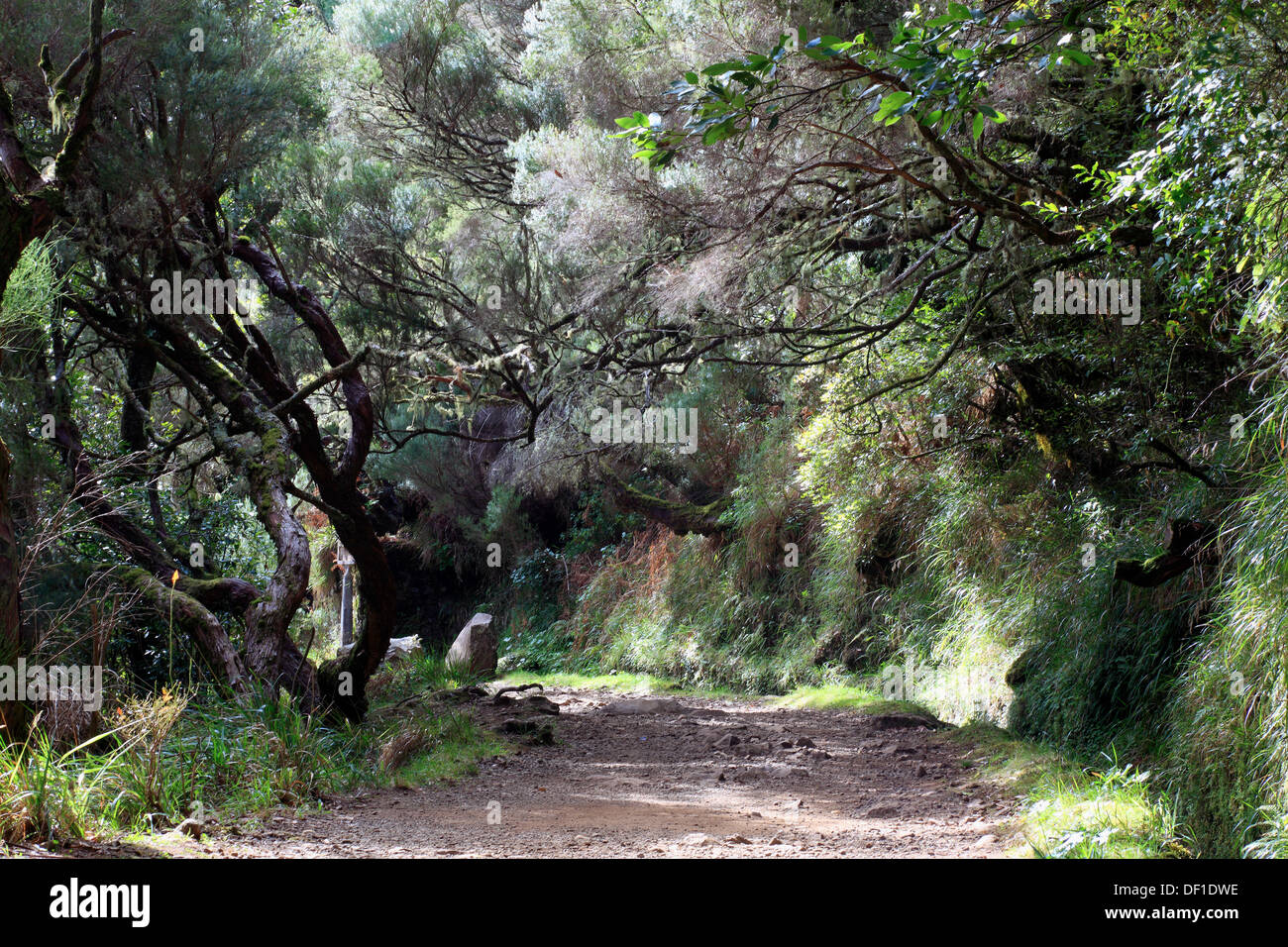 L'isola di Madeira, paesaggio, gite di Rabacal, Levada modo trail, paesaggio lungo la Levada, i canali di irrigazione Foto Stock