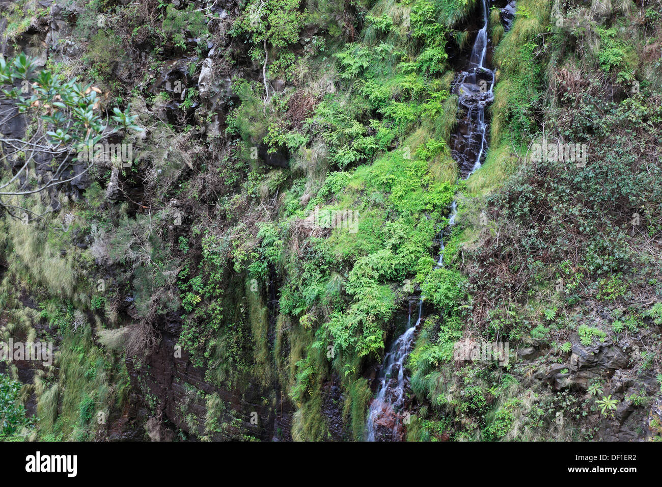 L'isola di Madeira, paesaggio, gite di Rabacal, la Levada do risco a 25 Fontes, cascate, scenario lungo la Levada escursionismo tr Foto Stock