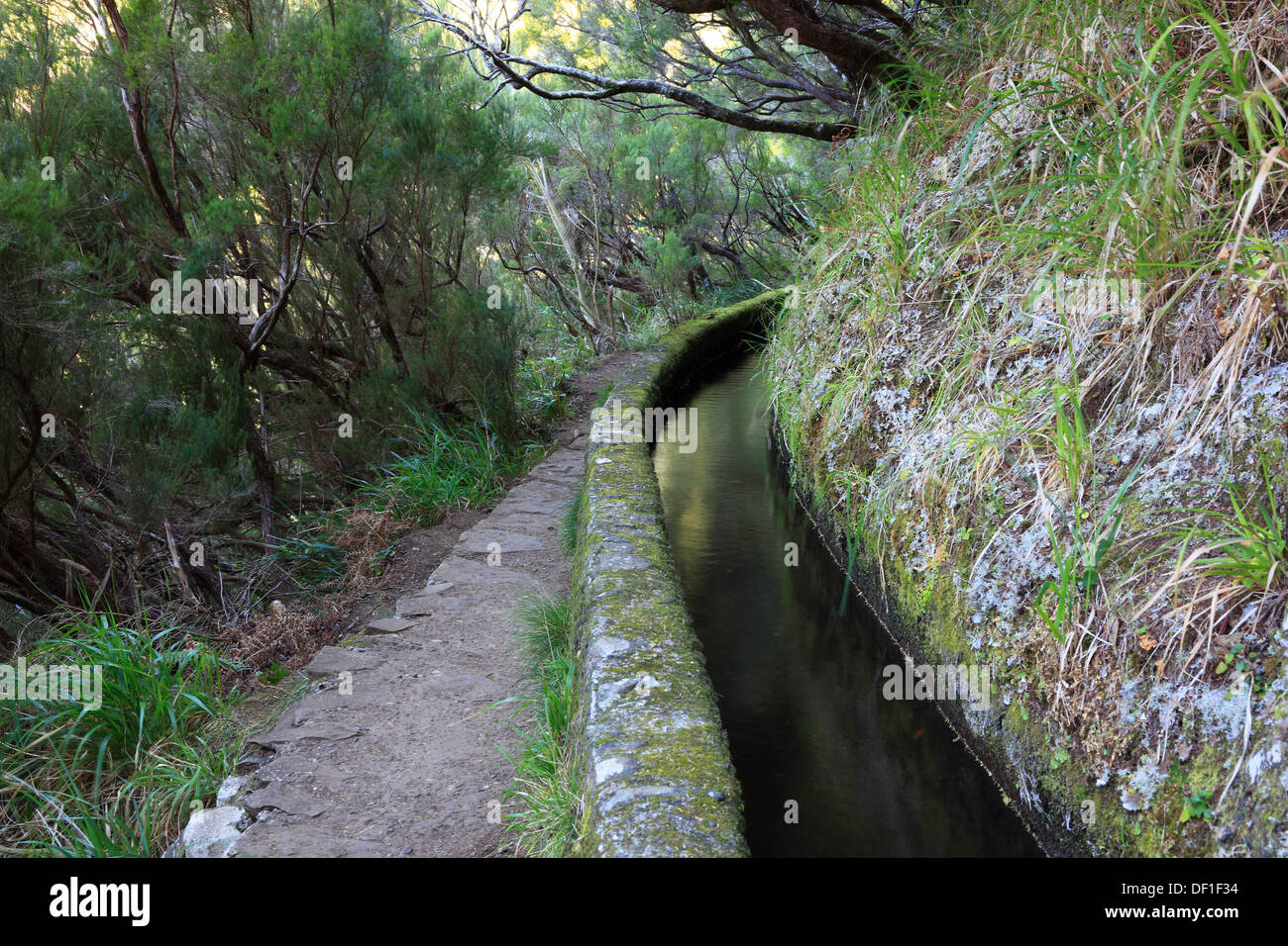 L'isola di Madeira, paesaggio, Rabacal field trip, via lungo la Levada do risco, i canali di irrigazione Foto Stock