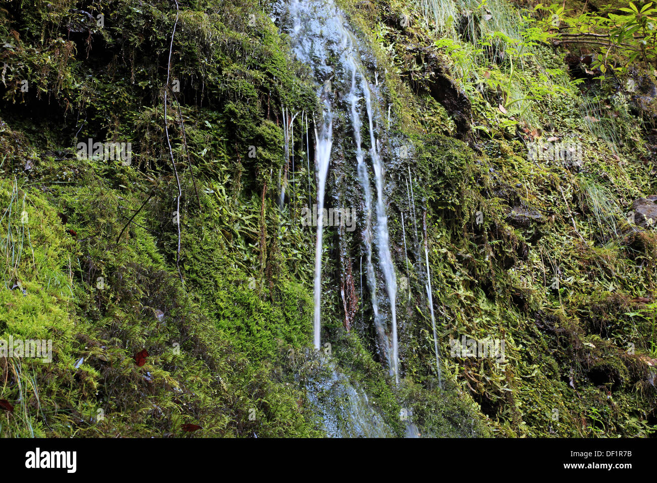 Madera, Isola ad est, su Ribeira Frio, una piccola cascata, trickle su muschi e licheni Foto Stock
