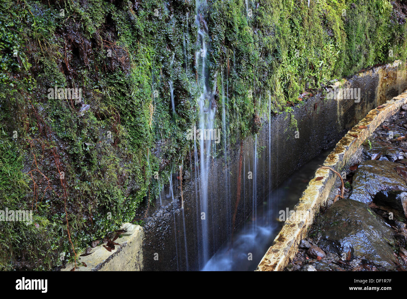 Madera, Isola ad est, su Ribeira Frio, una piccola cascata, trickle su licheni e muschi, Levada Foto Stock
