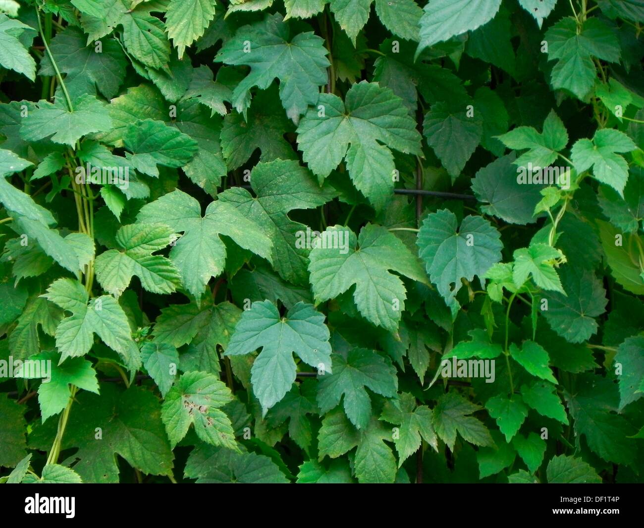 Impianto di luppolo, vite e foglie - Humulus lupulus Foto stock - Alamy
