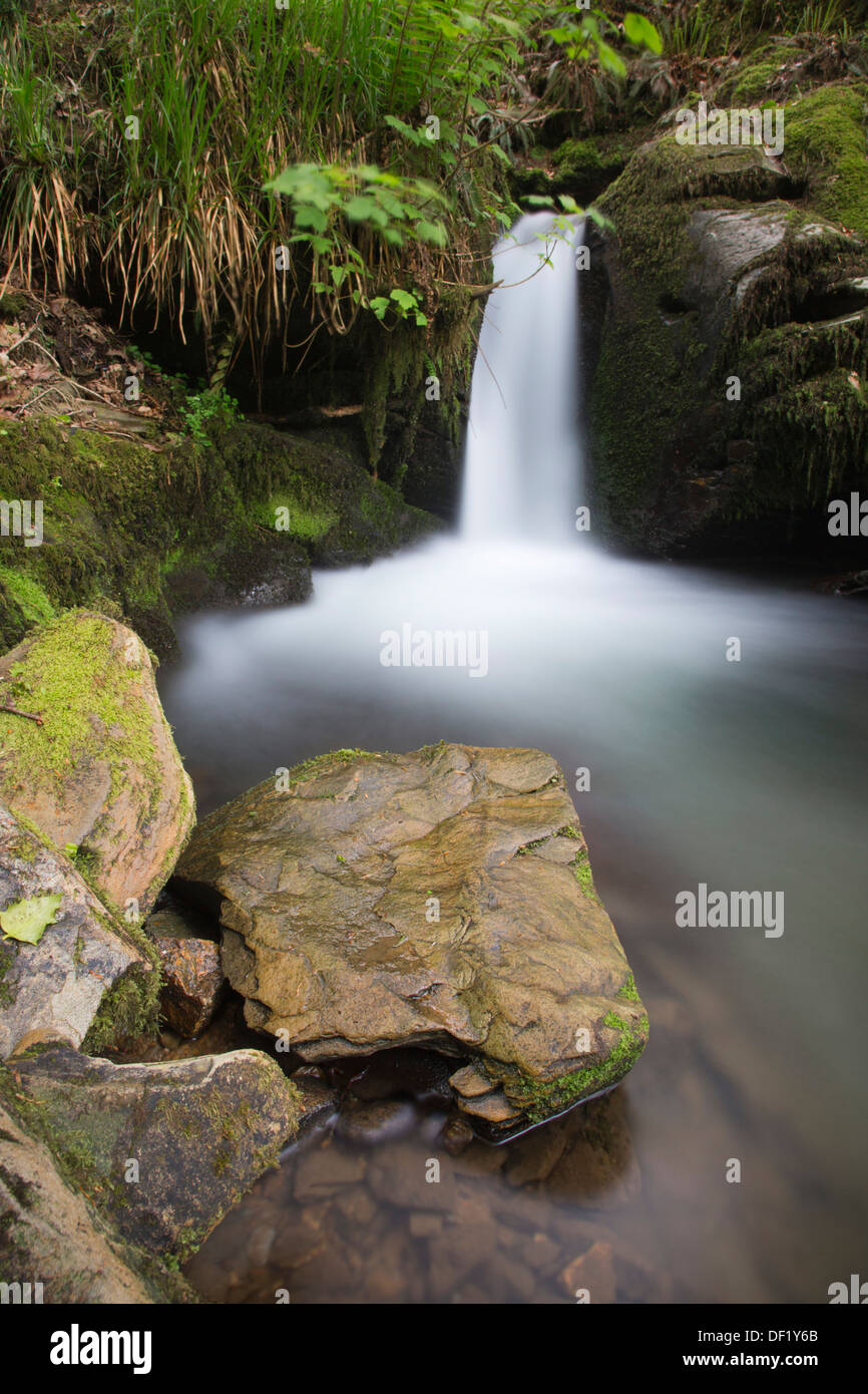 Stara boschi; Cornovaglia; Regno Unito Foto Stock