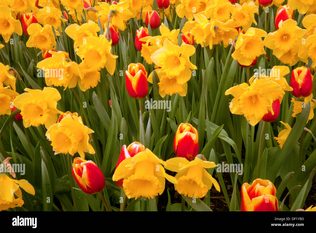 WASHINGTON - letto misto di tulipani e narcisi in fiore nel display di un giardino a bulbo RoozenGaarde fattoria per la Skagit Valley. Foto Stock