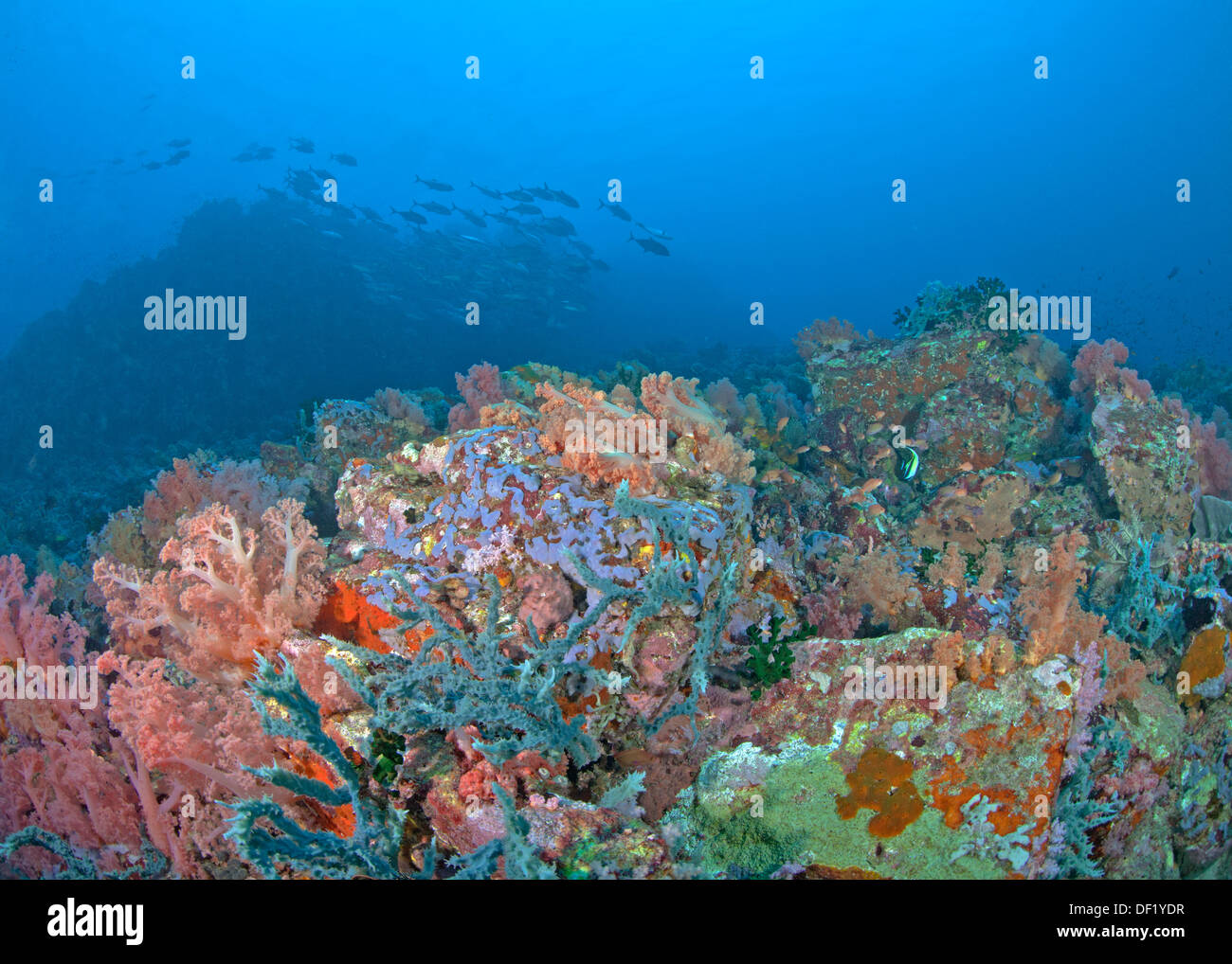 Soft Coral alberi piegati da rigide oceano corrente con silhouette di un atollo in blu sullo sfondo dell'acqua. Verde isola il passaggio, Filippine. Foto Stock