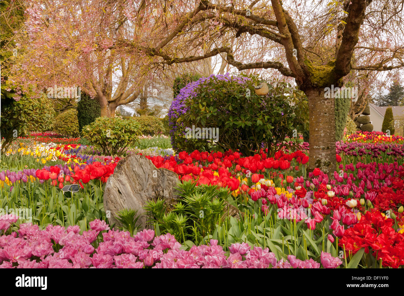 WASHINGTON - letto misto di tulipani, narcisi e rododendri che fiorisce in un display giardino alla lampadina RoozenGaarde Farm. Foto Stock