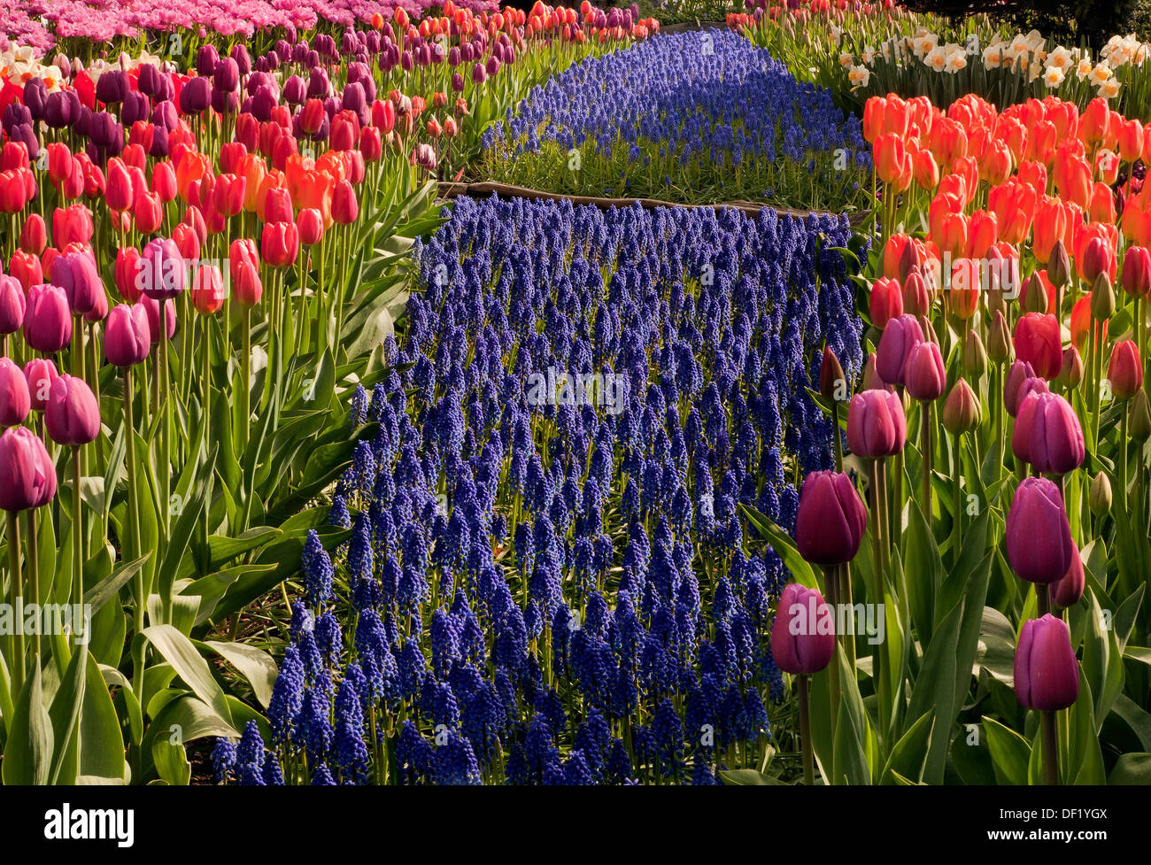 WASHINGTON - letto misto di tulipani, giacinti e narcisi in fiore nel display di un giardino a bulbo RoozenGaarde Farm. Foto Stock