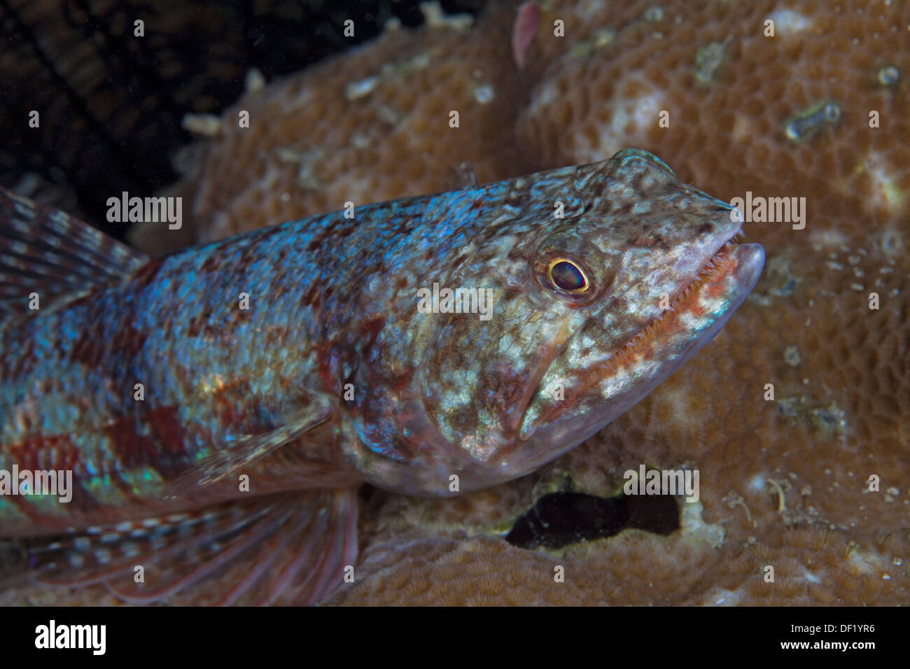 Lizard pesce sui coralli duri. Foto Stock