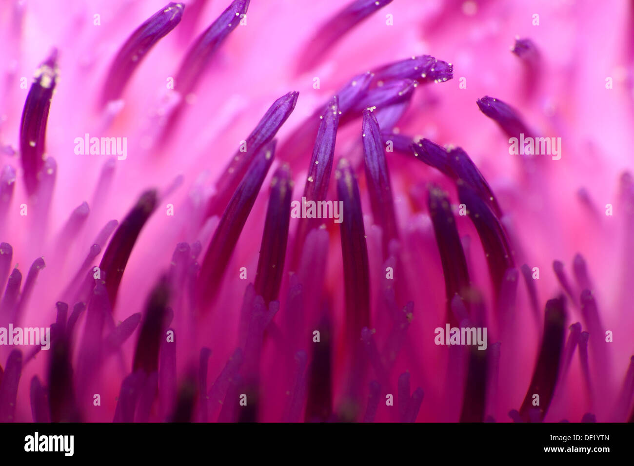 Close up di un fiore di cardo testa Foto Stock