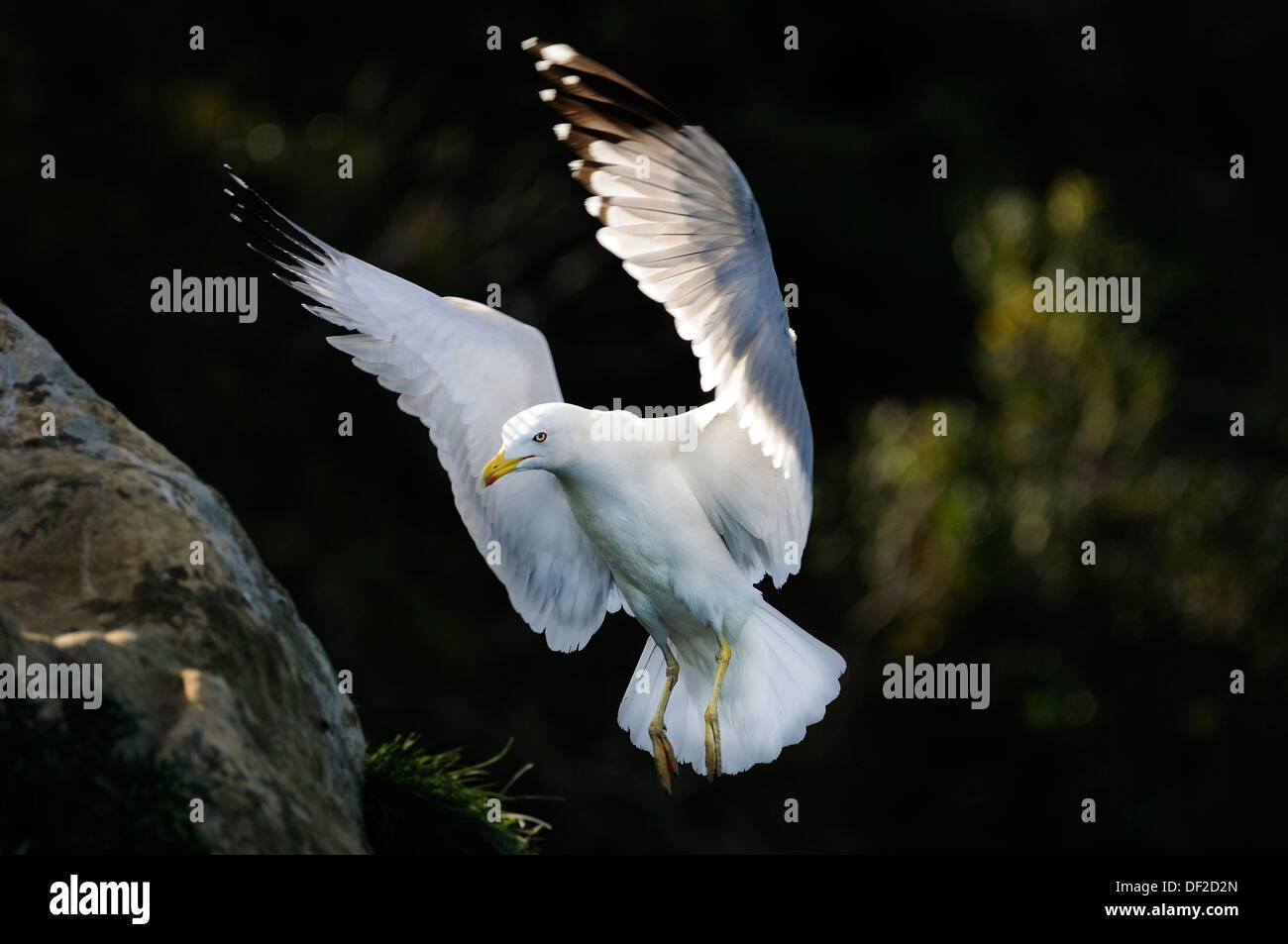 Ritratto orizzontale di gabbiano zampe gialle, Larus cachinnans michahellis, atterraggio. Foto Stock