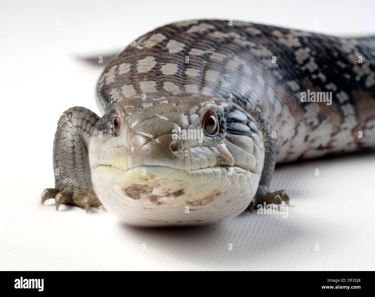 Blue tongue lizard rivolta verso la telecamera su uno sfondo bianco Foto Stock