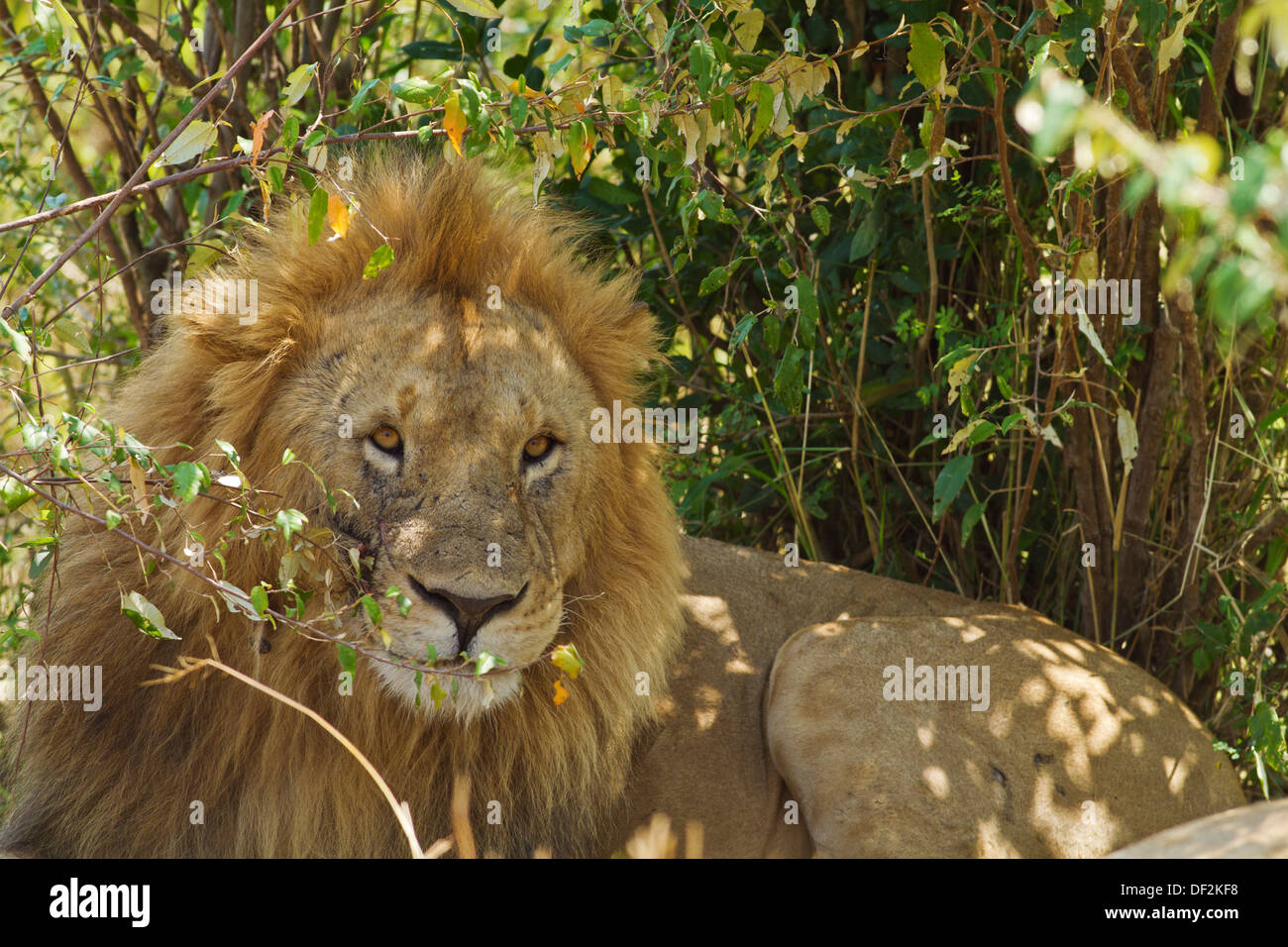 Maschio di leone nella savana africana. Foto Stock