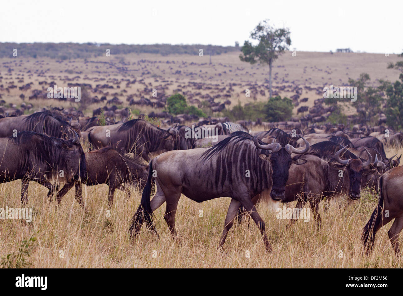 Il tempo di migrazione nel Masai Mara, Kenya. Foto Stock