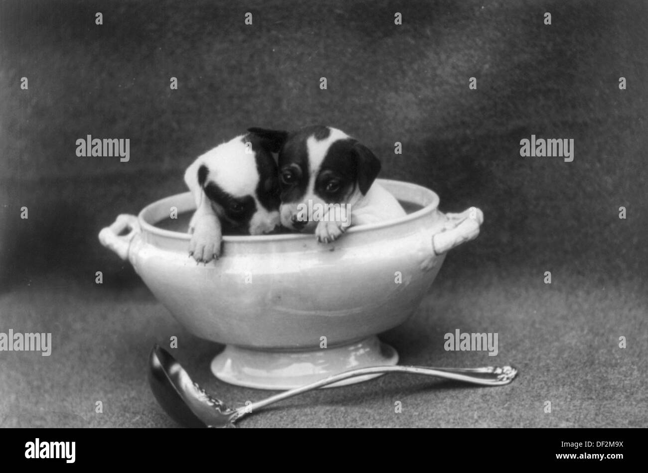 Due Cuccioli poste in una zuppiera, circa 1903 Foto Stock