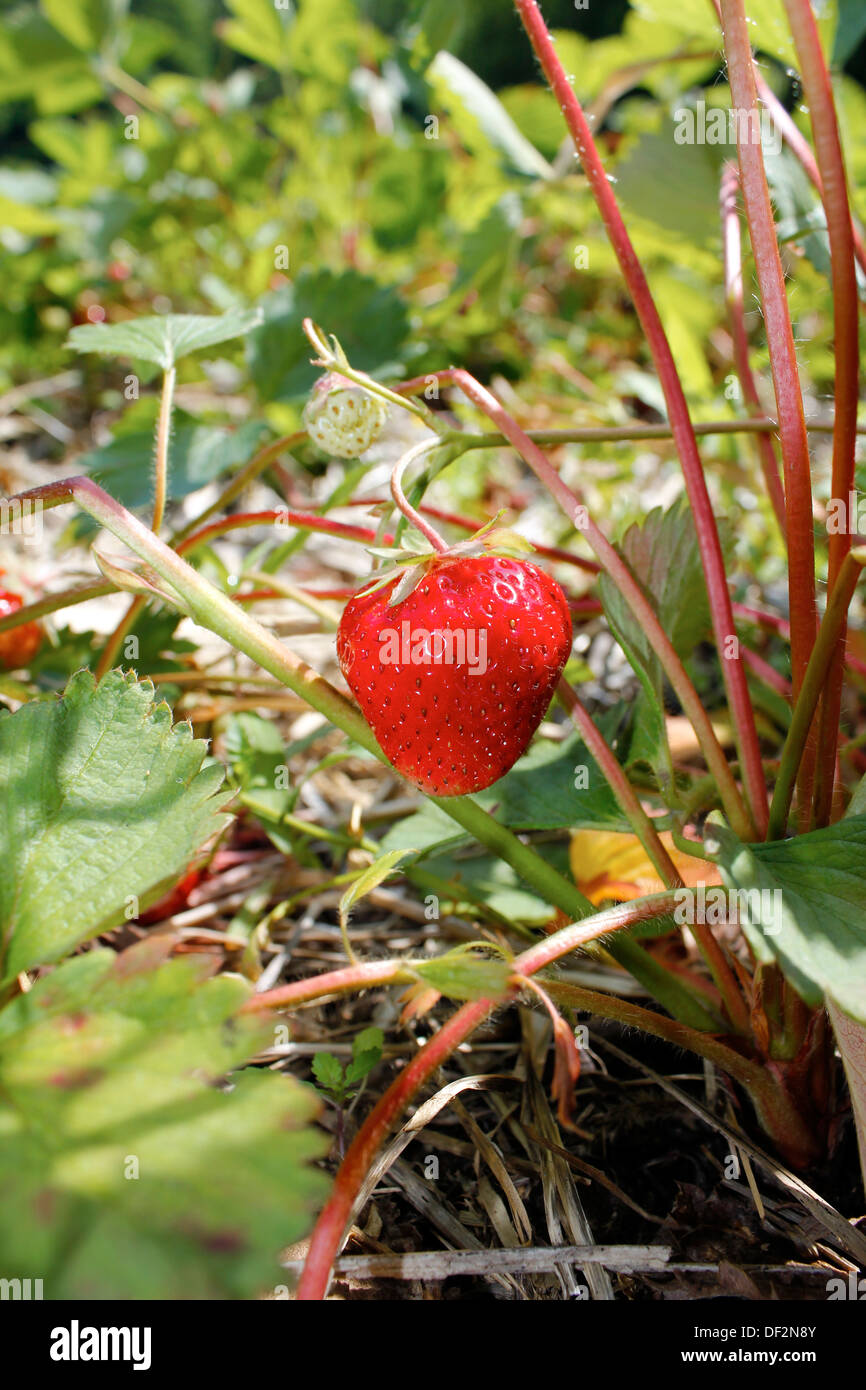 Fragola nel campo Foto Stock