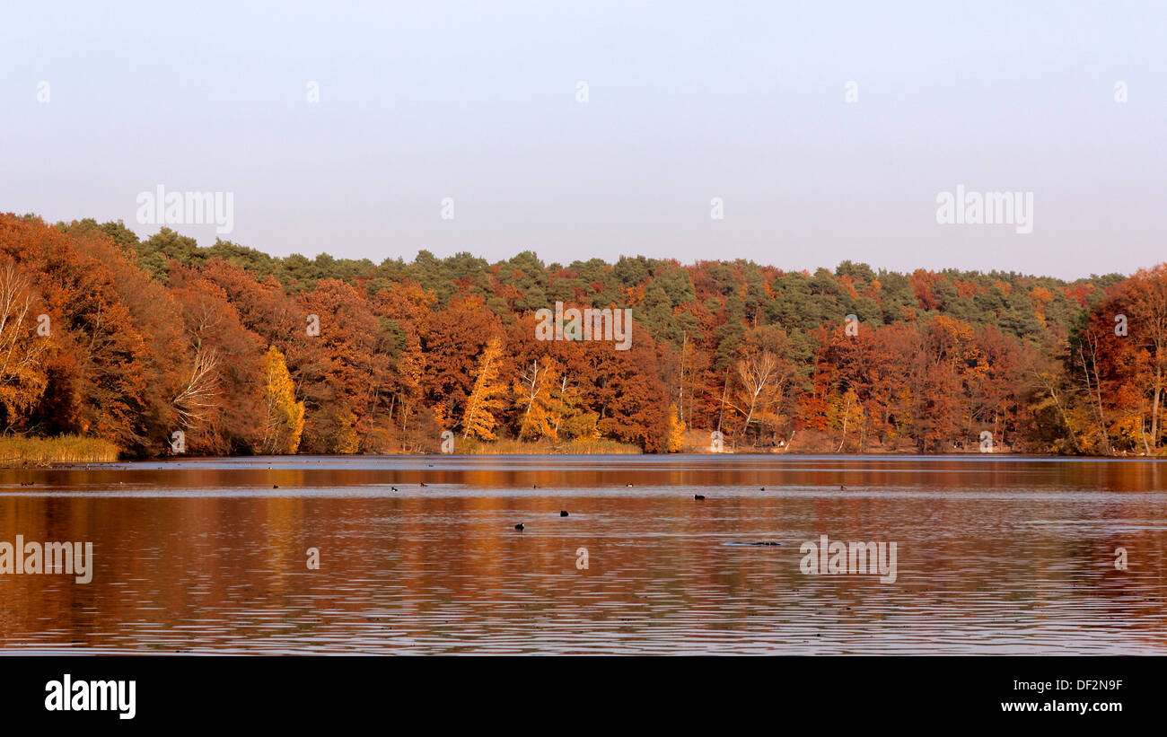 Colorato in rosso-marrone di caduta delle linee di foresta in un lago di Berlino, Germania. Foto Stock