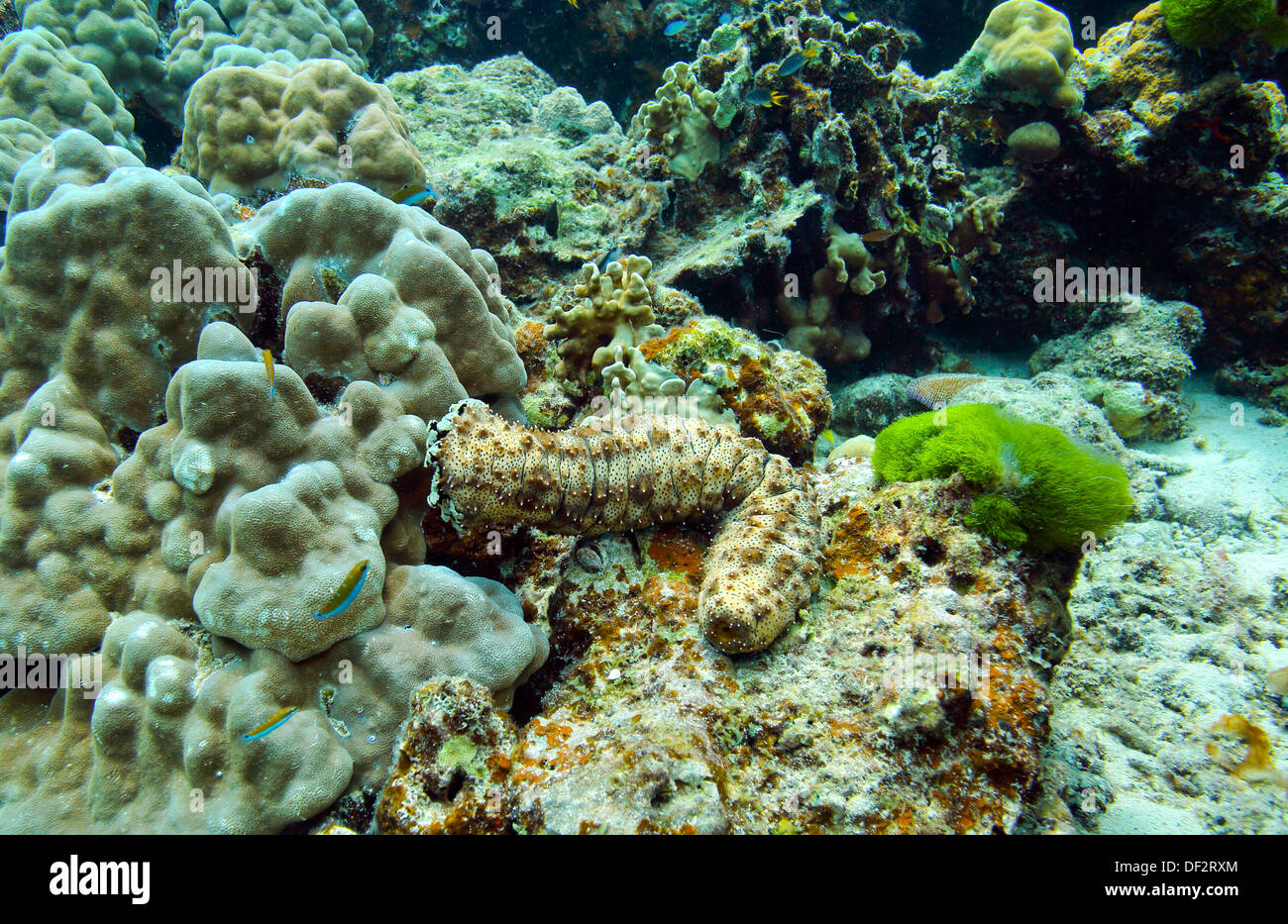Cetriolo marittimo avanzamento sul corallo a Raja Yai Isola di Phuket Foto Stock