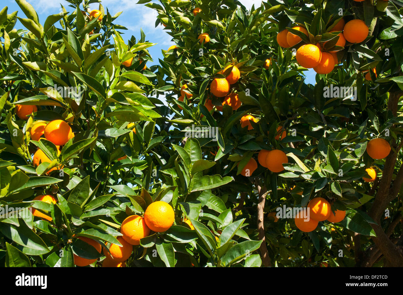 Alberi di arancio in frutta a Tahbilk cantina immobiliare, Nagambie, Victoria Foto Stock