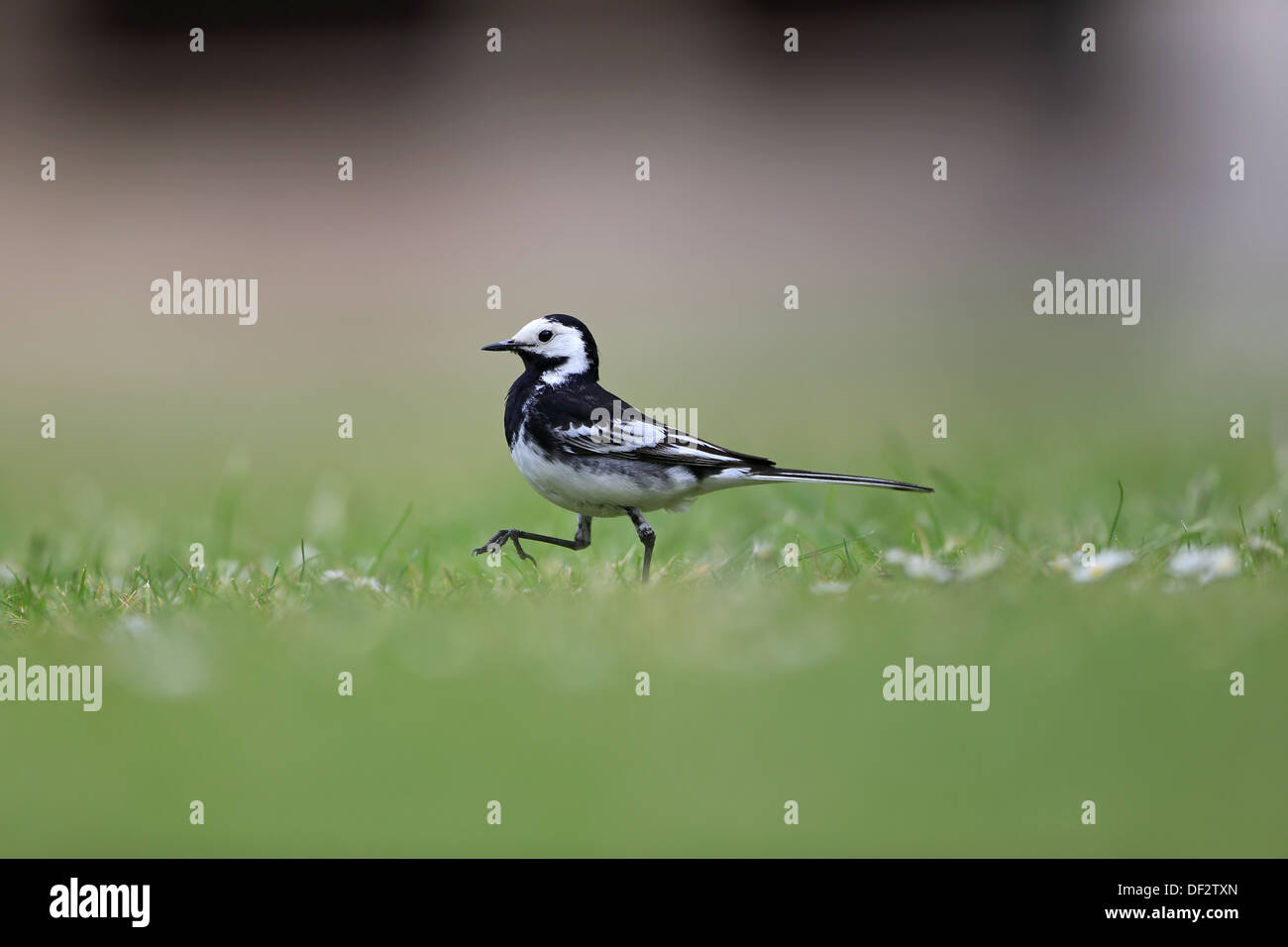 Pied Wagtail (Motacilla alba) Foto Stock