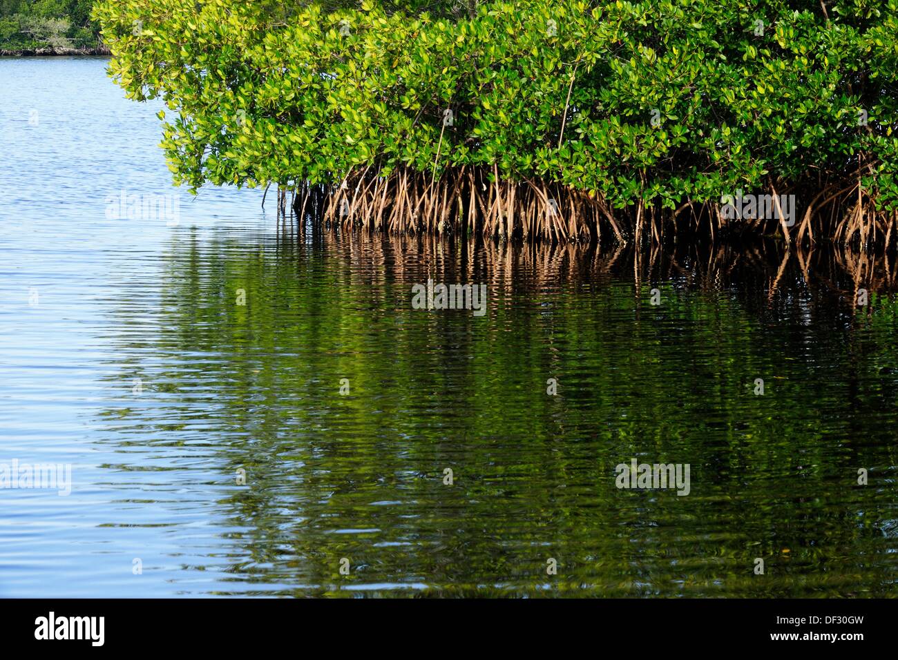 Rosso di mangrovie e acqua salata lagune. Florida del sud. Foto Stock