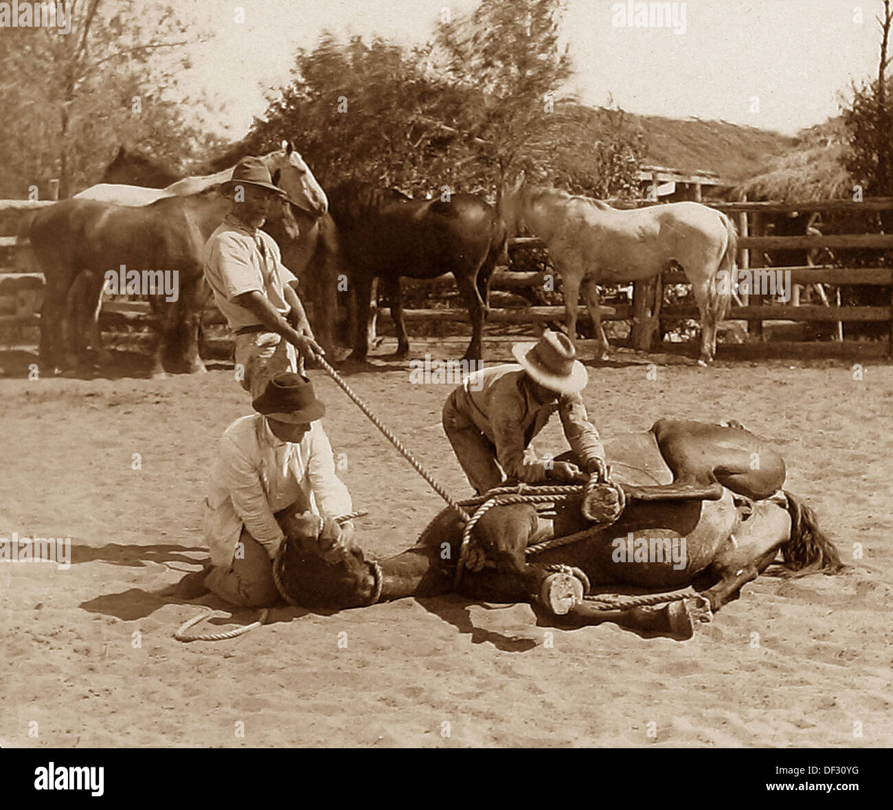 Australia horse ranch periodo Vittoriano Foto Stock