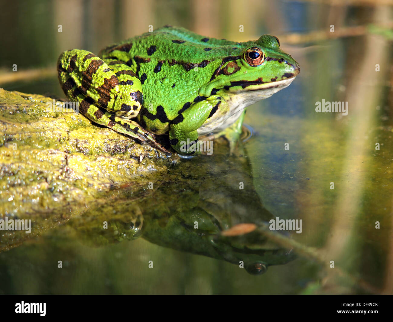 Rana verde e riflesso nell'acqua Foto Stock