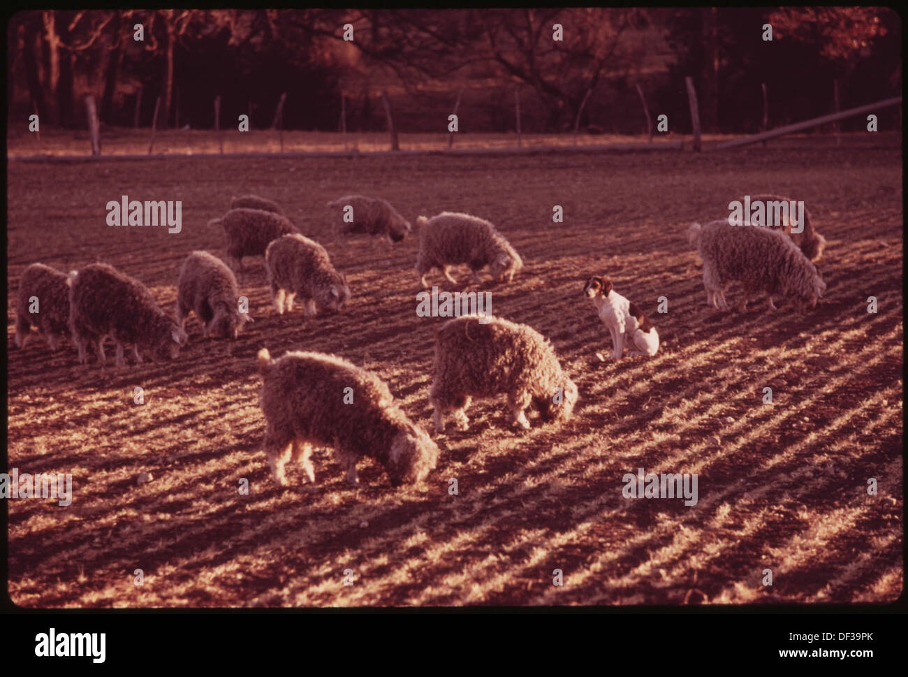 Le capre angora sono allevate da un cane selvatico in una fattoria vicino a Leakey, Texas. Il cane, allevato a fianco delle capre, aiuta a gestire la mandria, dimostrando un legame unico tra gli animali. Foto Stock
