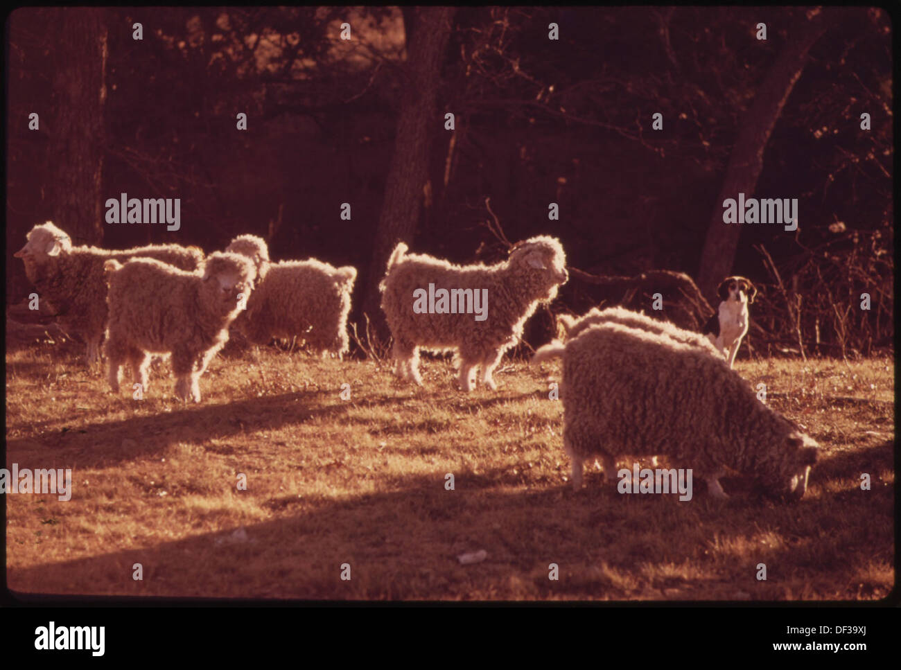 In una fattoria vicino a Leakey, Texas, le capre di Angora sono sorvegliate da un cane da guardia. Questa fotografia cattura la scena pastorale con il bestiame curato in un paesaggio rurale del Texas. Foto Stock
