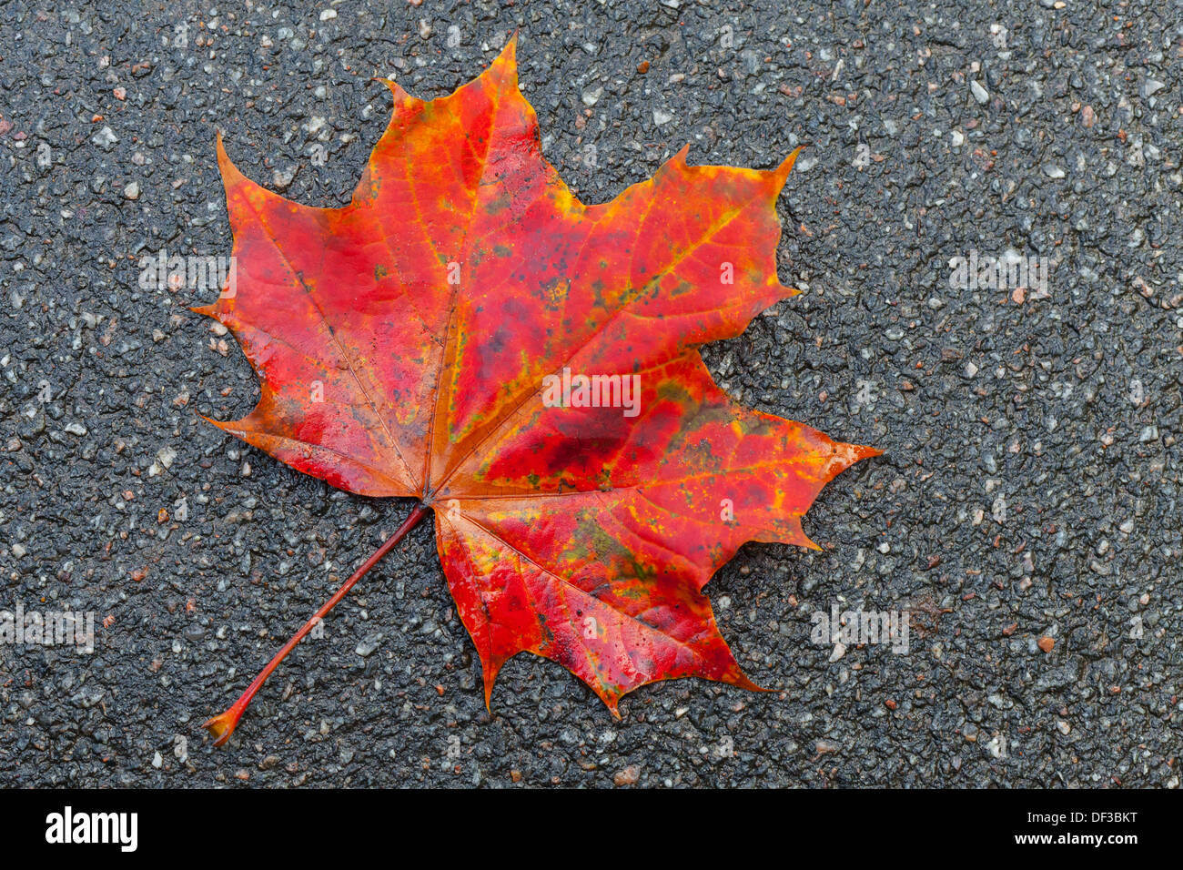 Red maple leaf giace su dark strada asfaltata. Foto macro Foto Stock